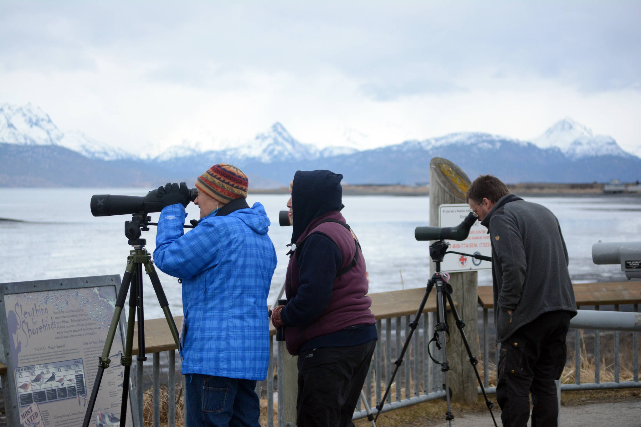 Photo by Michael Armstrong, Homer News. Birders monitor Mud Bay on the Homer Spit last Friday for new shorebirds. Several were seen, including godwits, dunlins and western sandpipers.