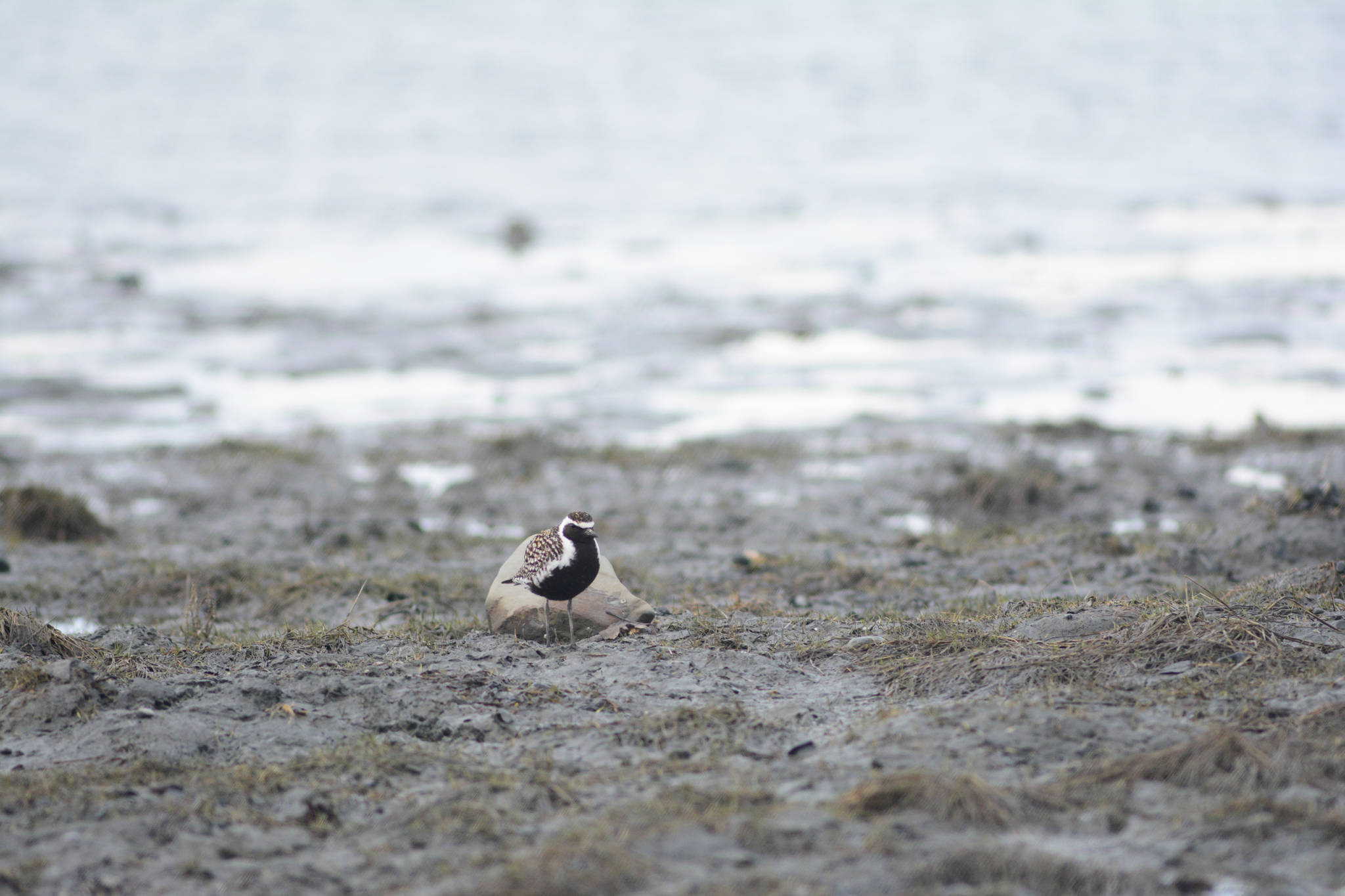 Photo by Michael Armstrong, Homer News. A Pacific golden plover was seen at Louie's Lagoon on the Homer Spit last Friday.