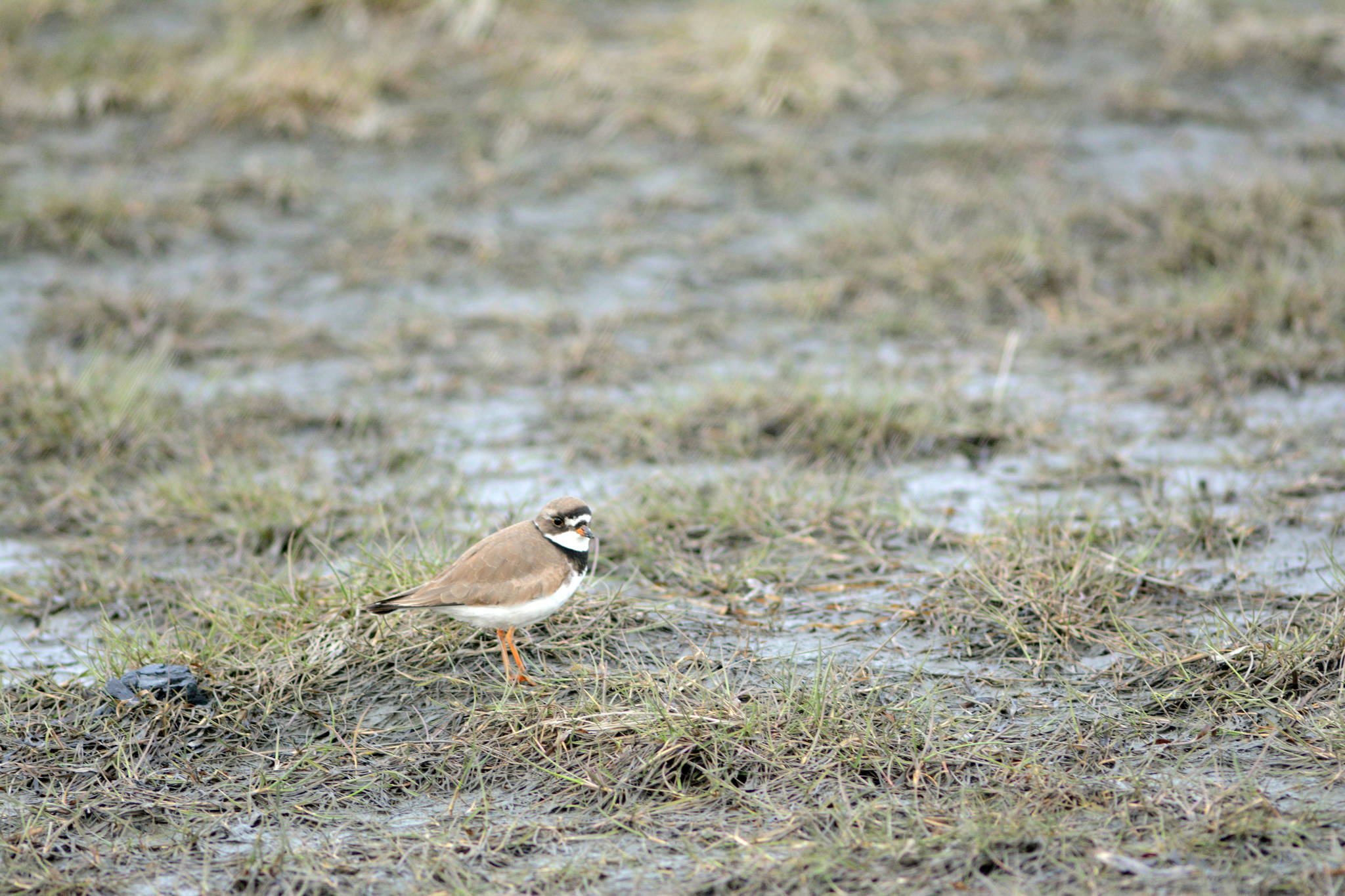 Photo by Michael Armstrong, Homer News. A semipalmated plover was seen at Louie's Lagoon on the Homer Spit last Friday.