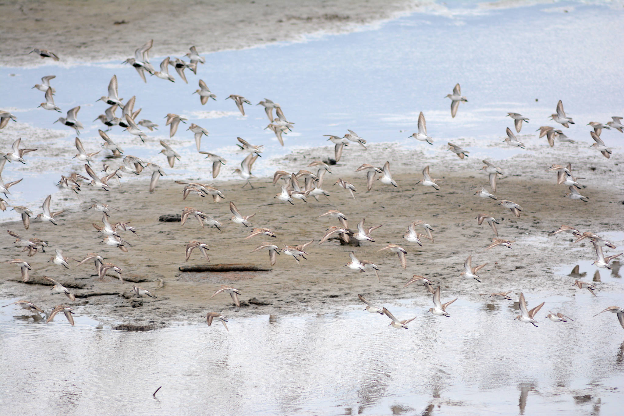 Shorebirds visit right on time