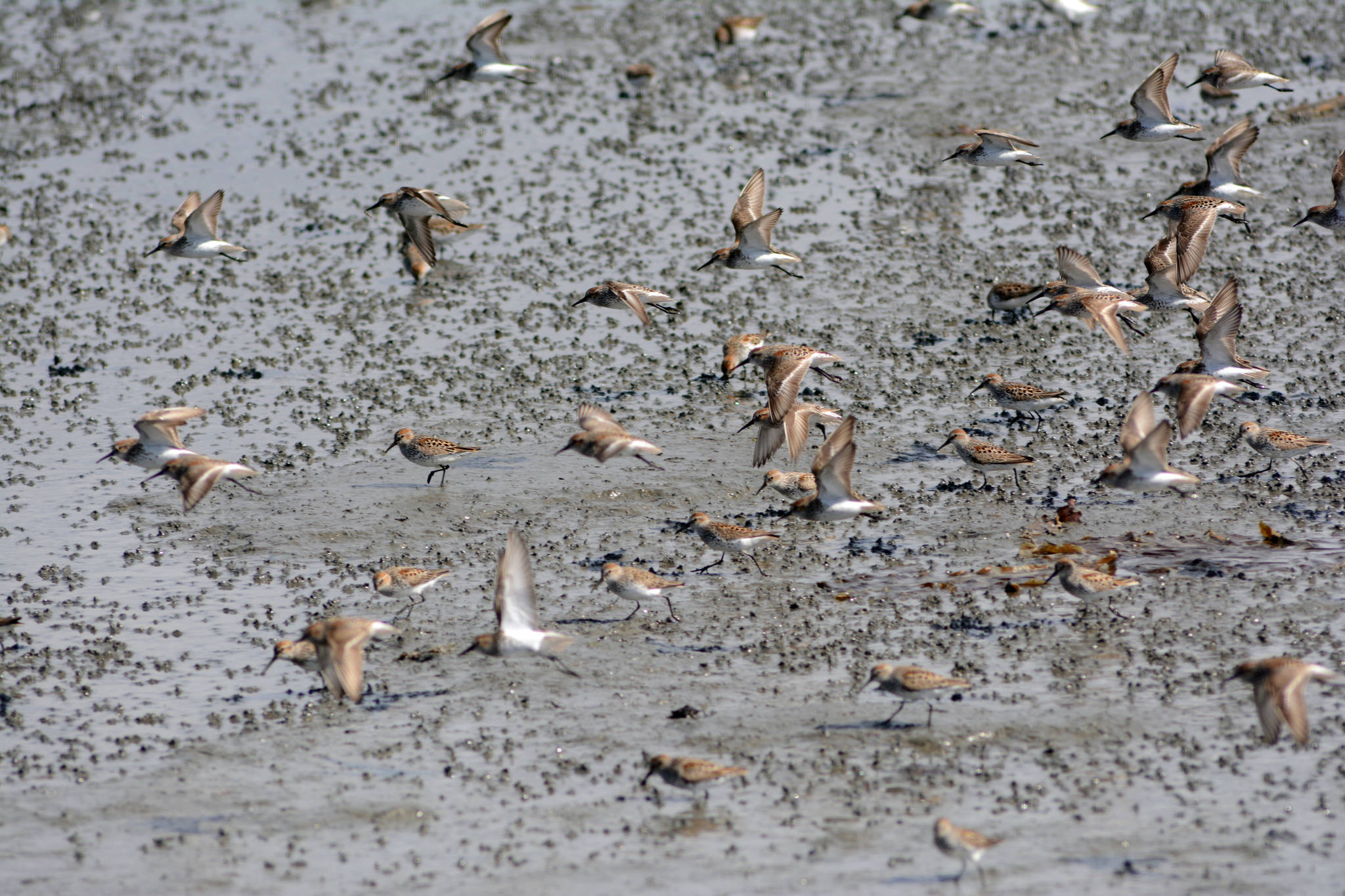 Shorebirds visit right on time