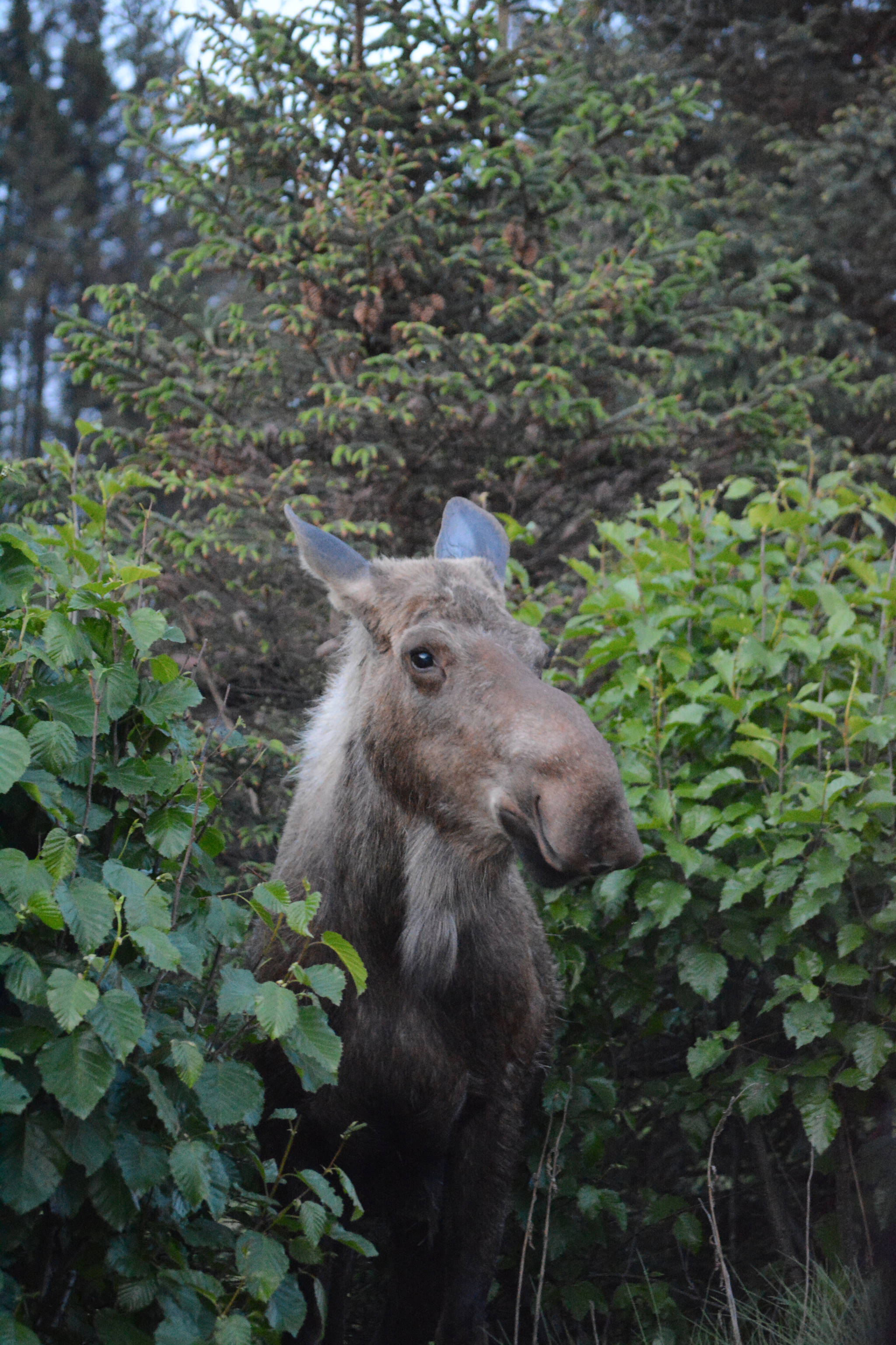 A moose browses on alder bushes by the Homer News last Tuesday evening.