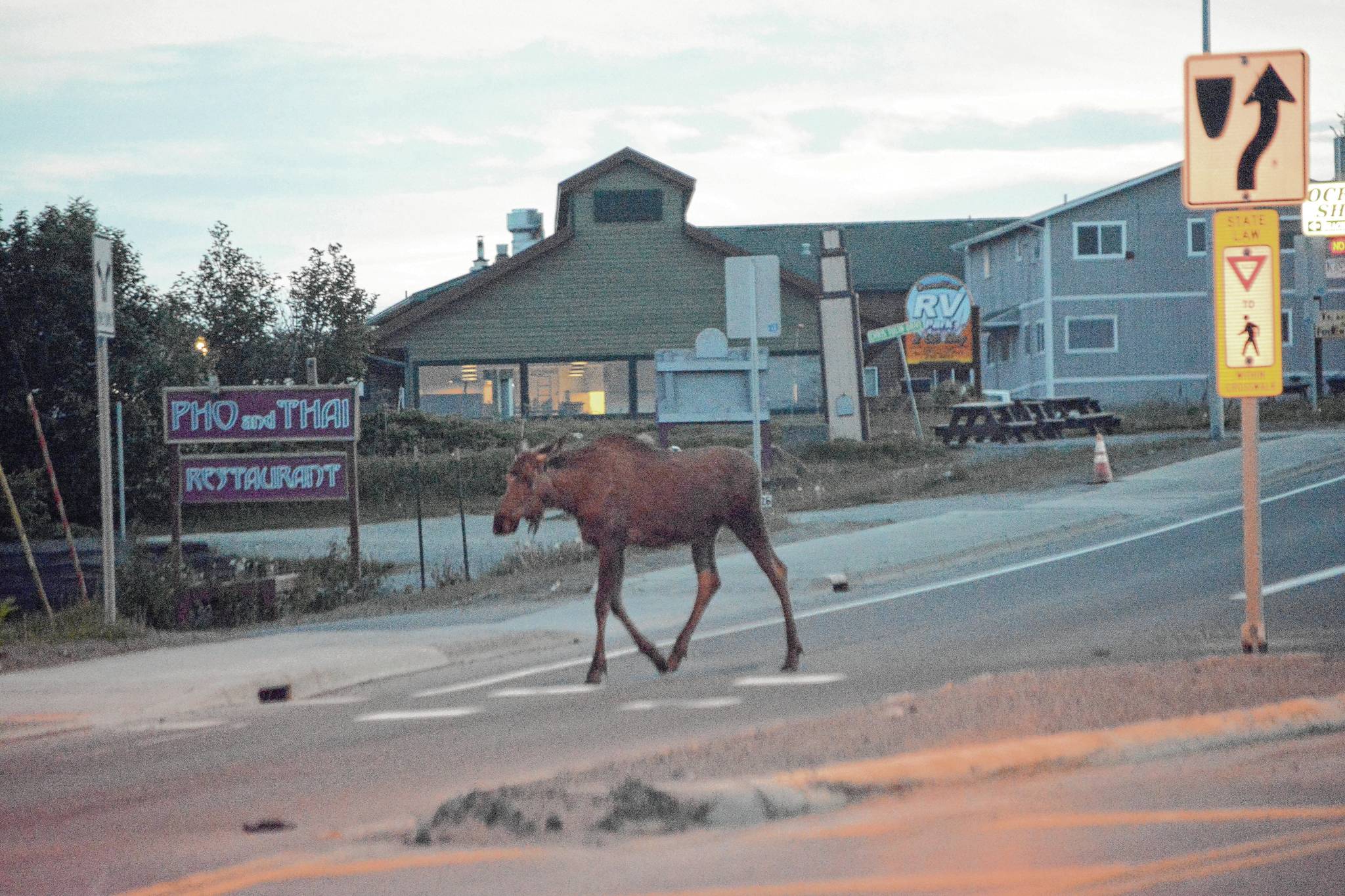 Smart moose A moose crosses the Sterling Highway near the crosswalk at Pioneer Avenue last last Tuesday night.