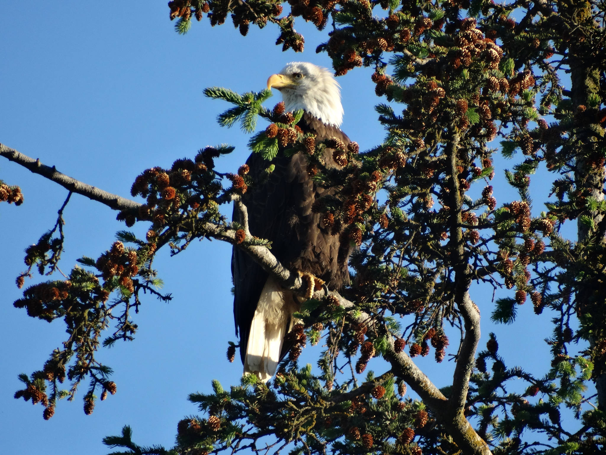A bald eagle sits near its nest by the Homer motorhome dump on June 24, 2017, across the Sterling Highway from the Homer Post Office. Since 2010, a pair of bald eagles has nested in the area near Beluga Slough south of the Lake Street and Sterling Highway intersection. The first nest was destroyed when the tree fell down in a winter storm. In 2012 the eagles built a new nest across from the Homer Post Office by the motorhome dump station. In 2014 they built another nest in a new tree closer to the slough. In 2016 they built another nest, but in 2017 moved back to the post office location.