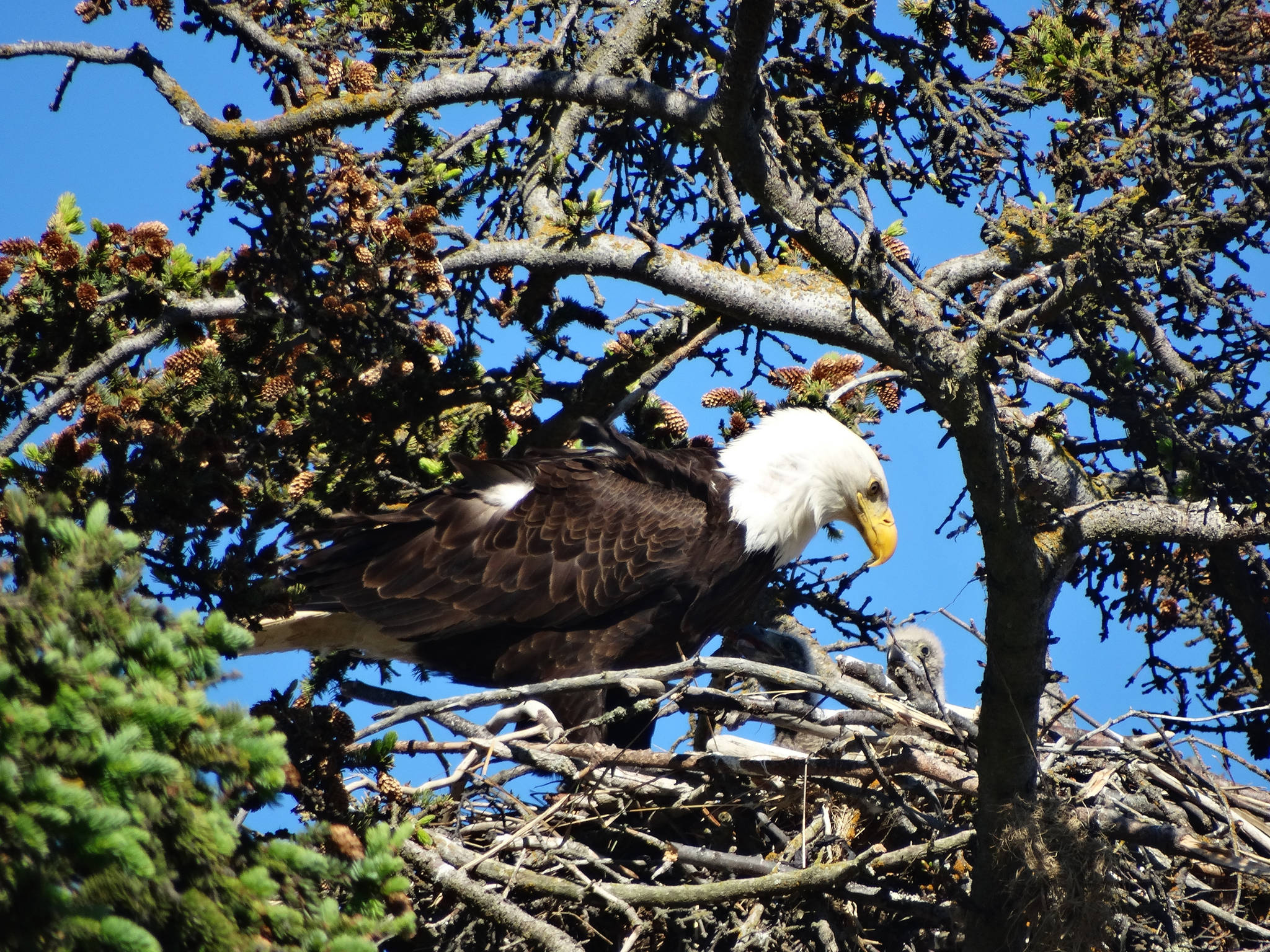 A bald eagle feeds a chick at the nest by the Homer motorhome dump on June 24. Since 2010, a pair of bald eagles has nested in the area near Beluga Slough south of the Lake Street and Sterling Highway intersection. The first nest was destroyed when the tree fell down in a winter storm. In 2012 the eagles built a new nest across from the Homer Post Office by the motorhome dump station. In 2014 they built another nest in a new tree closer to the slough. In 2016 they built another nest, but in 2017 moved back to the post office location.
