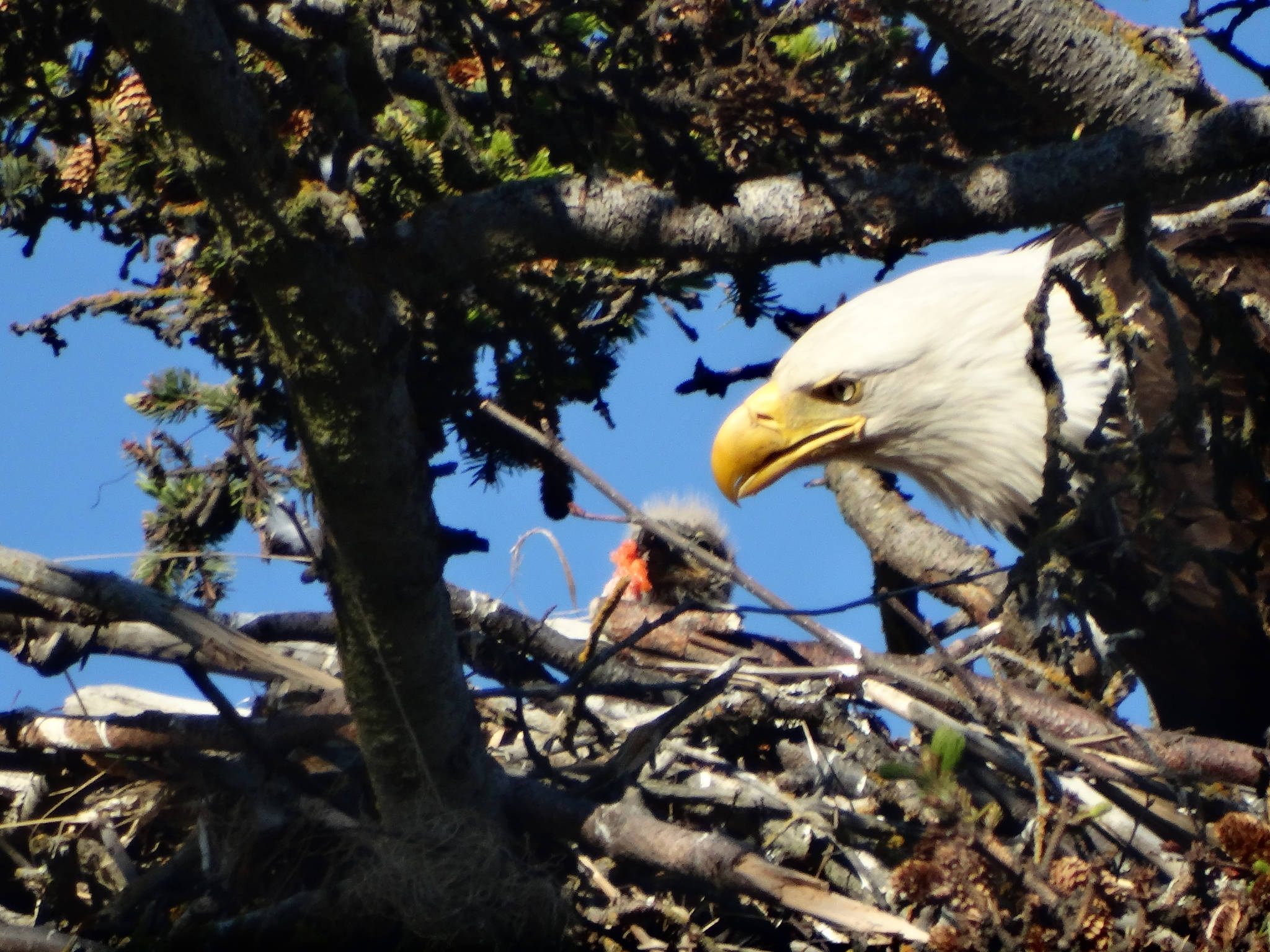 A bald eagle feeds its chick on the evening of June. 24, 2017, at the nest across from the Homer Post Office on the Sterling Highway. Since 2010, a pair of bald eagles has nested in the area near Beluga Slough south of the Lake Street and Sterling Highway intersection. The first nest was destroyed when the tree fell down in a winter storm. In 2012 the eagles built a new nest across from the Homer Post Office by the motorhome dump station. In 2014 they built another nest in a new tree closer to the slough. This yearճ nest is a new one, just east of the 2014-2015 nest.