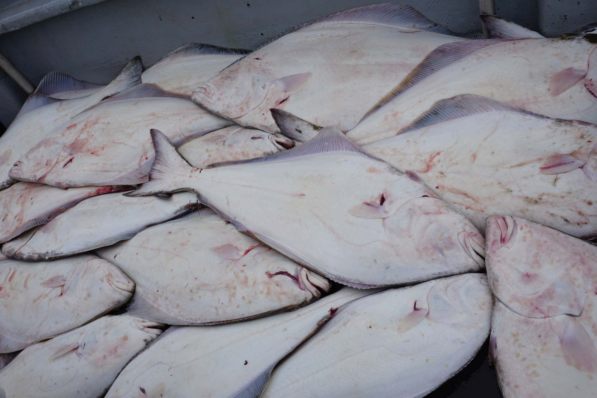 A pile of halibut sits on the deck of the North Country Charters boat Irish after a successful halibut trip on July 16, 2017 out of Homer, Alaska. All 16 anglers on board limited out, some catching fish as large as 85 pounds. Photo by Michael Armstrong/Homer News