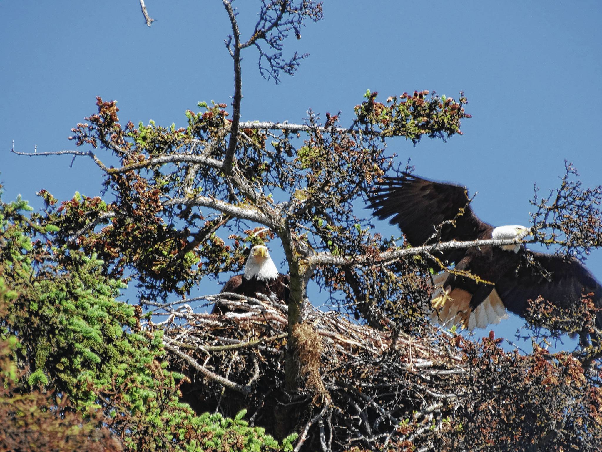 A bald eagle flies away from its nest on the evening of June. 24, 2017, at the spot across from the Homer Post Office on the Sterling Highway. Since 2010, a pair of bald eagles has nested in the area near Beluga Slough south of the Lake Street and Sterling Highway intersection. The first nest was destroyed when the tree fell down in a winter storm. In 2012 the eagles built a new nest across from the Homer Post Office by the motorhome dump station. In 2014 they built another nest in a new tree closer to the slough. In 2016 they built another nest, but in 2017 moved back to the post office location. Photo by Peter MacDonald for the Homer News