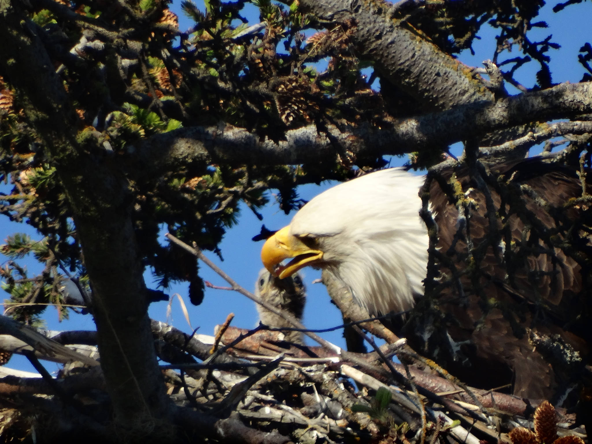 A bald eagle feeds a chick at the nest by the Homer RV Dump on June 24. Photo by Peter MacDonald for the Homer News