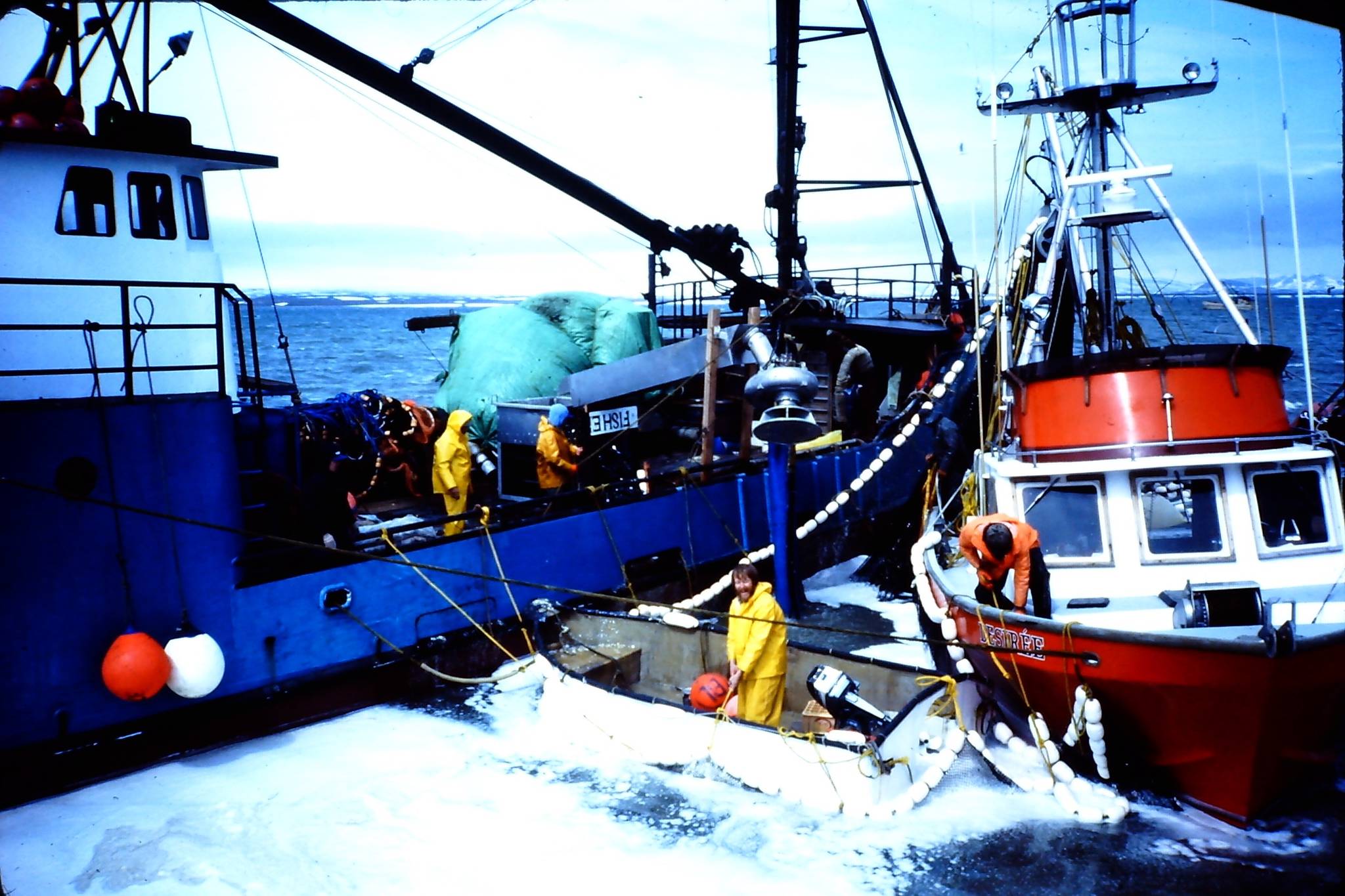 Togiak Sac Roe Herring: Catch the Story Before it’s Gone