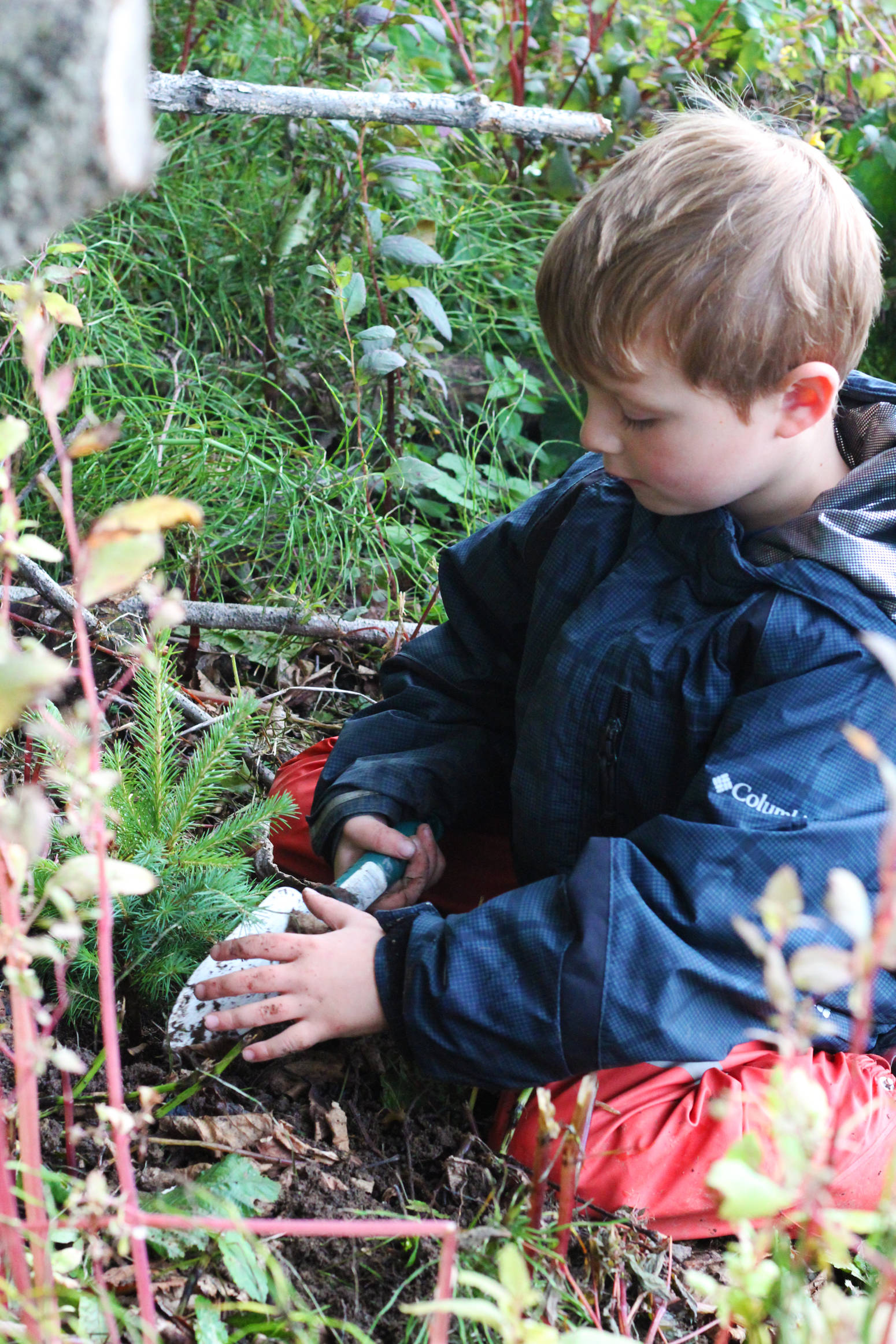 Sawyer Johnson, a student at Paul Banks Elementary, plants a tree in the dirt along a recently-completed trail Thursday, Sept. 7, 2017 at Karen Hornaday Park in Homer, Alaska. Johnson and his classmates volunteered to transplant frees from a nearby street to the trail to help improve diversity among plants at the park. (Photo by Megan Pacer/Homer News)