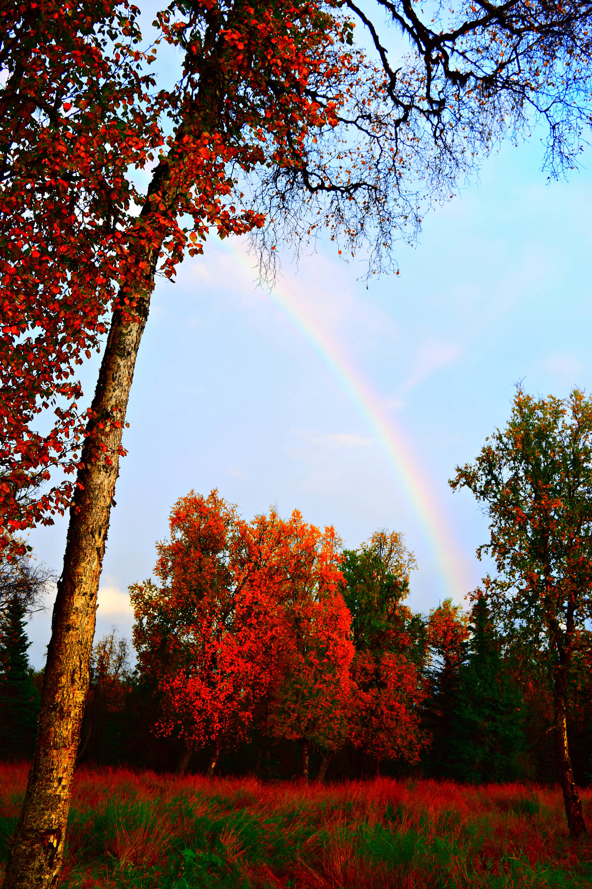 The sun shines on a birch forest and lights up a rainbow near East End Road on Sunday, Sept. 24 — evidence of why US News and World Report recently named Homer one of “50 Small Towns with Gorgeous Fall Foliage.” The birch leaves appear redder because of the angle of the sun on them.  The weekend forecast calls for sunshine, with temperatures in the mid-40s and mid-50s, a respite from recent long days of clouds and rain. (Photo by Jennifer Tarnacki, Homer News)
