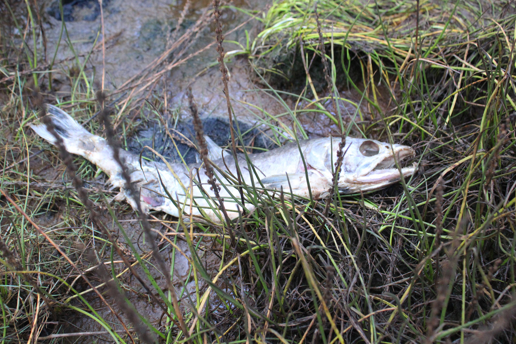 A dead fish decomposes in the Beluga Slough on Thursday, Sept. 28, 2017 in Homer, Alaska. A group of Paul Banks Elementary students got schooled in the ways of the slough and Beluga Lake during a field trip there last week. (Photo by Megan Pacer/Homer News)