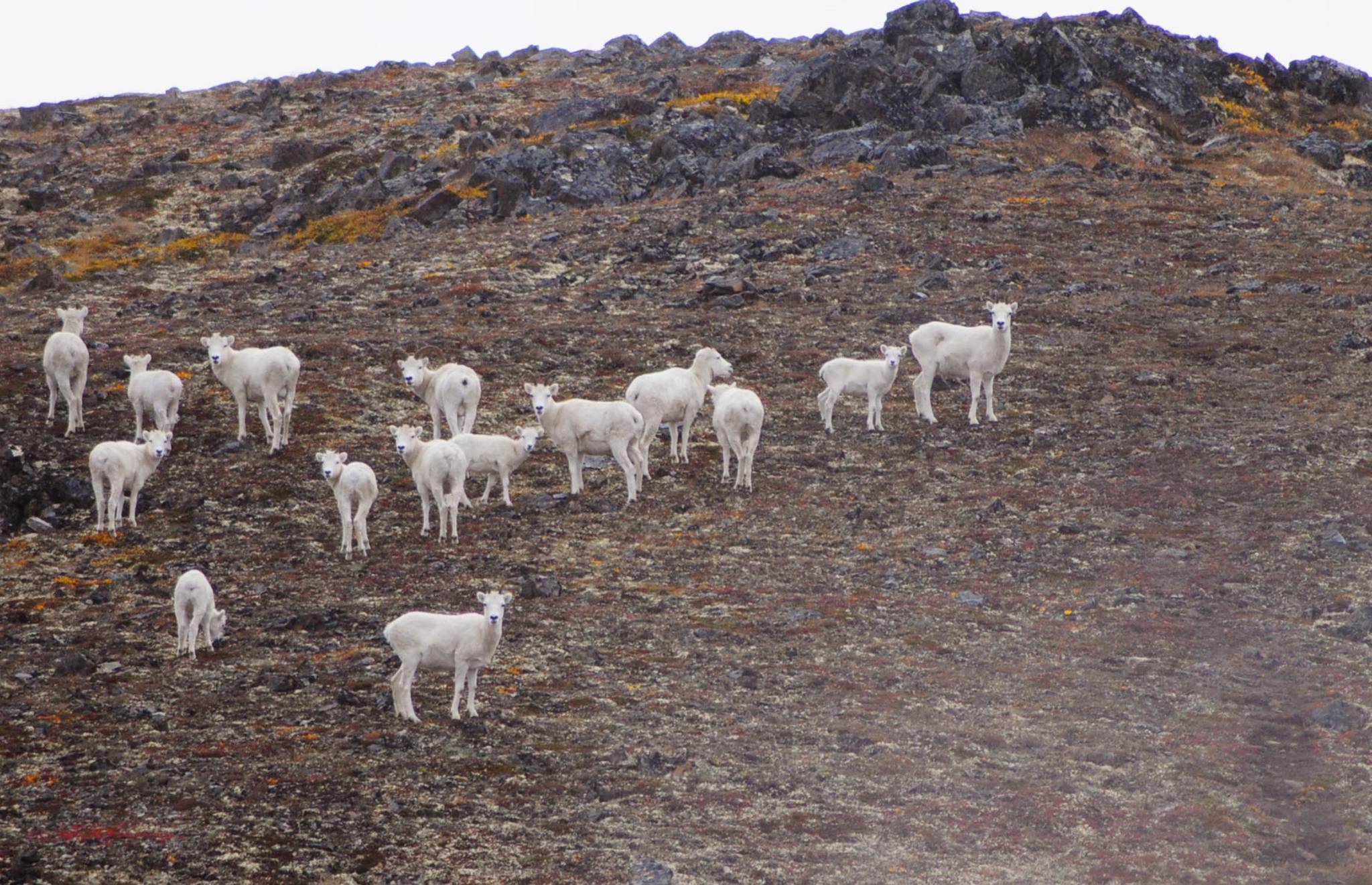 A herd of Dall sheep graze on the side of one of the peaks in the Mystery Hills above the Skyline Trail in September 2017 near Cooper Landing, Alaska. (Photo by Elizabeth Earl/Peninsula Clarion)