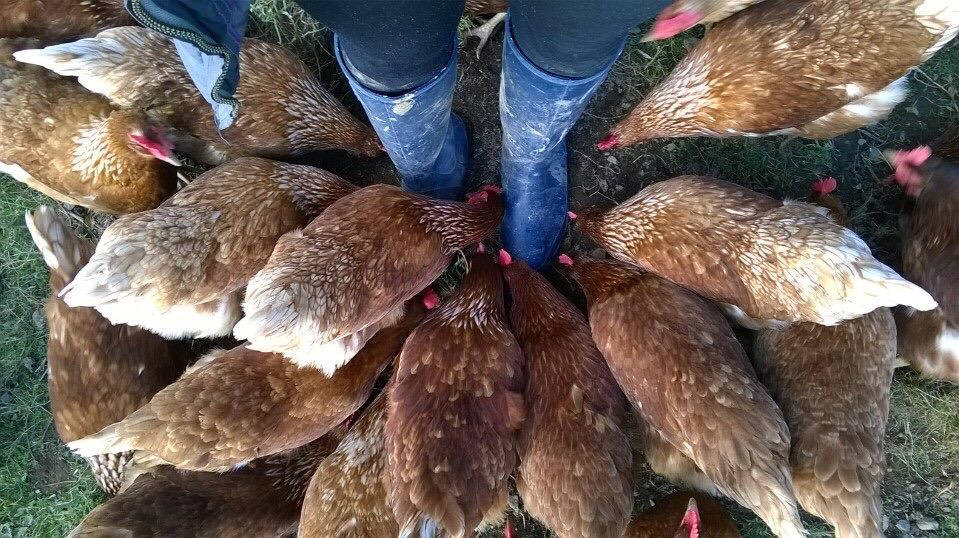 Feeding chickens. (Photo by Jennifer Tarnacki)