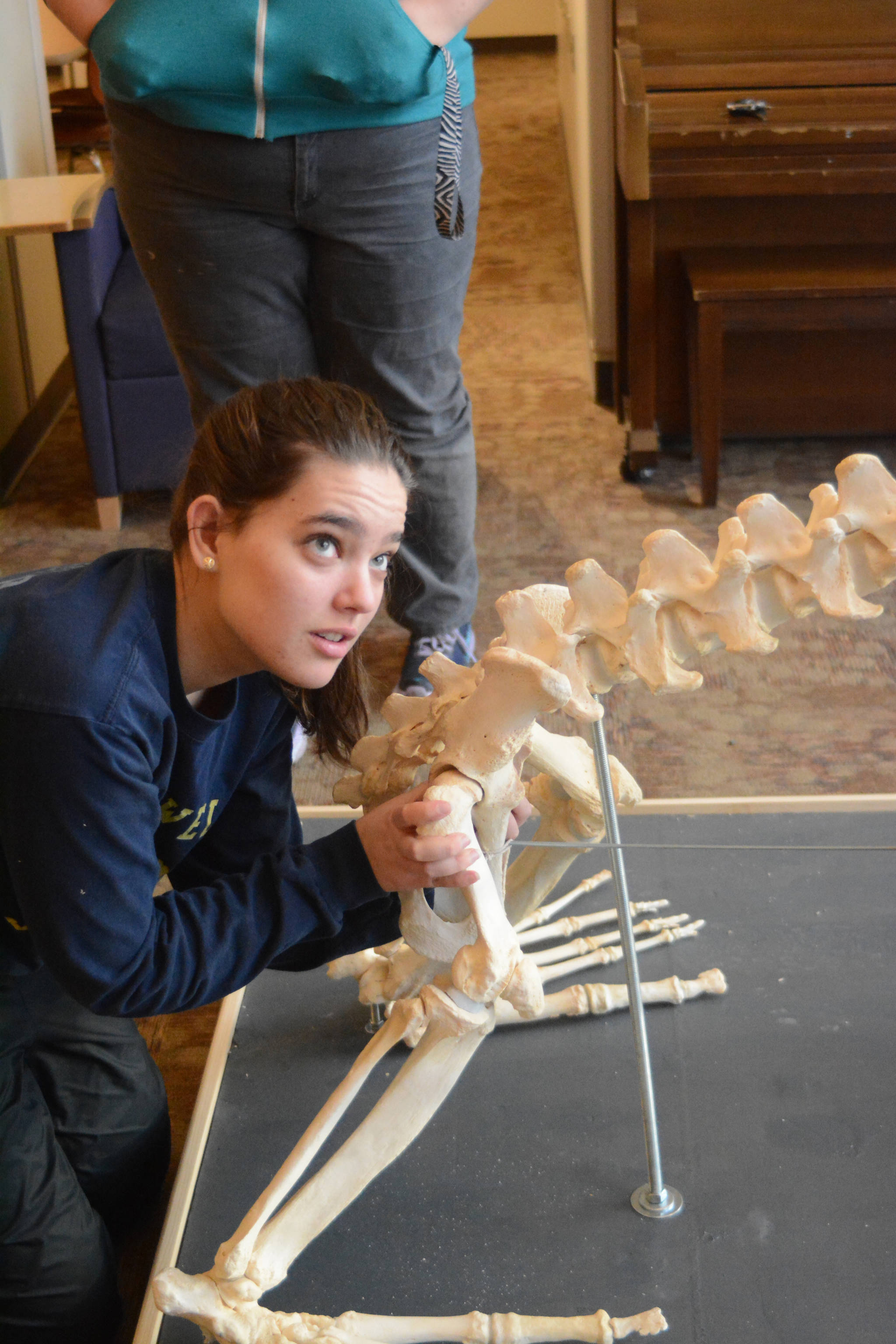 Nicole Webster helps assemble the skeleton of a sea lion, Woody, Wednesday, Nov. 22, 2017 in Pioneer Hall of Kachemak Bay Campus in Homer, Alaska. She was part of a group of students who helped articulate Woody’s skeleton in Lee Post’s Marine Skeleton Articulation class. Woody lived at the SeaLife Center in Seward before he died at the age of 22. (Photo by Michael Armstrong, Homer News)