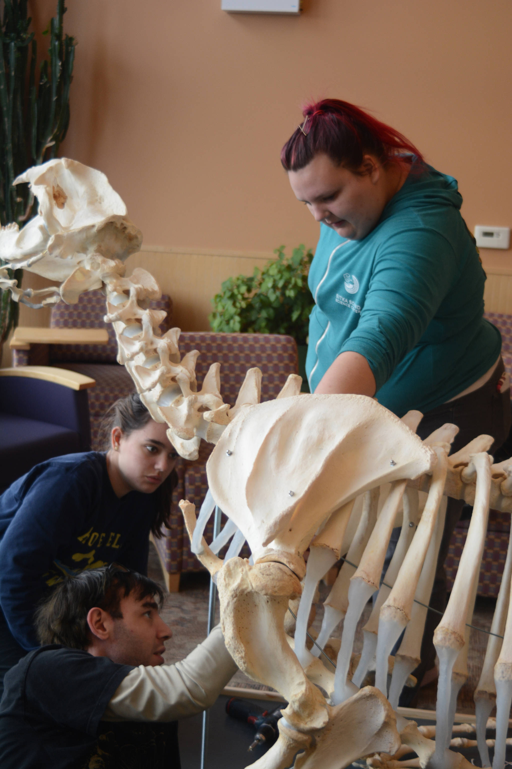 Zobeida Rutkin, right, helps Nicole Webster, left, and Kyle Cullum, center, assembly the skeleton of a sea lion, Woody, Wednesday, Nov. 22, 2017 in Pioneer Hall of Kachemak Bay Campus in Homer, Alaska. The students helped articulate Woody’s skeleton in Lee Post’s Marine Skeleton Articulation class. (Photo by Michael Armstrong, Homer News)