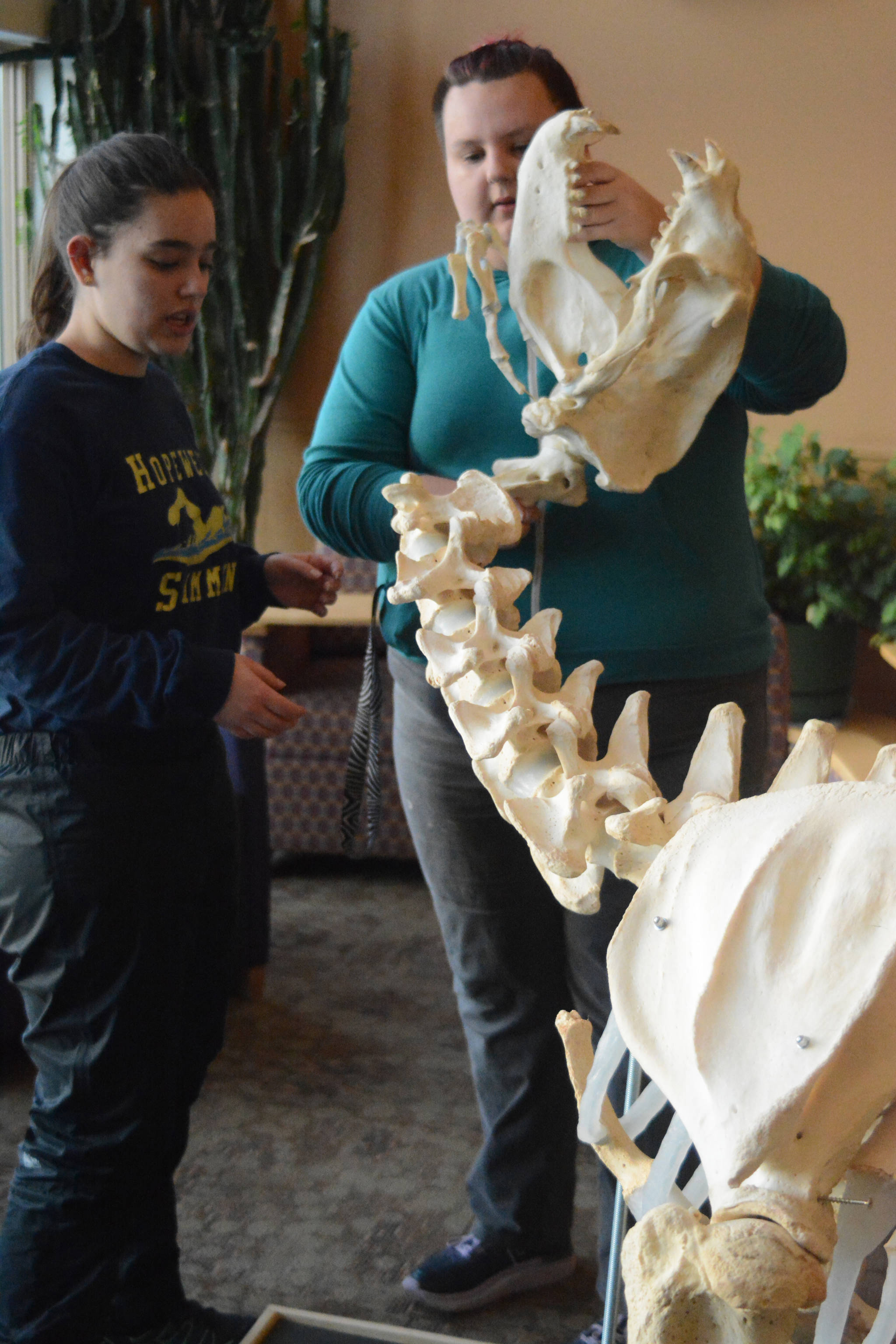 Zobeida Rutkin, right, helps Nicole Webster, left, put the skull of Woody on the rest of his skeleton Wednesday, Nov. 22, 2017 in Pioneer Hall of Kachemak Bay Campus in Homer, Alaska. The sea lion lived at the Alaska SeaLife Center before dying in November 2015 at the age of 22. The students helped articulate Woody’s skeleton in Lee Post’s Marine Skeleton Articulation class. (Photo by Michael Armstrong, Homer News)