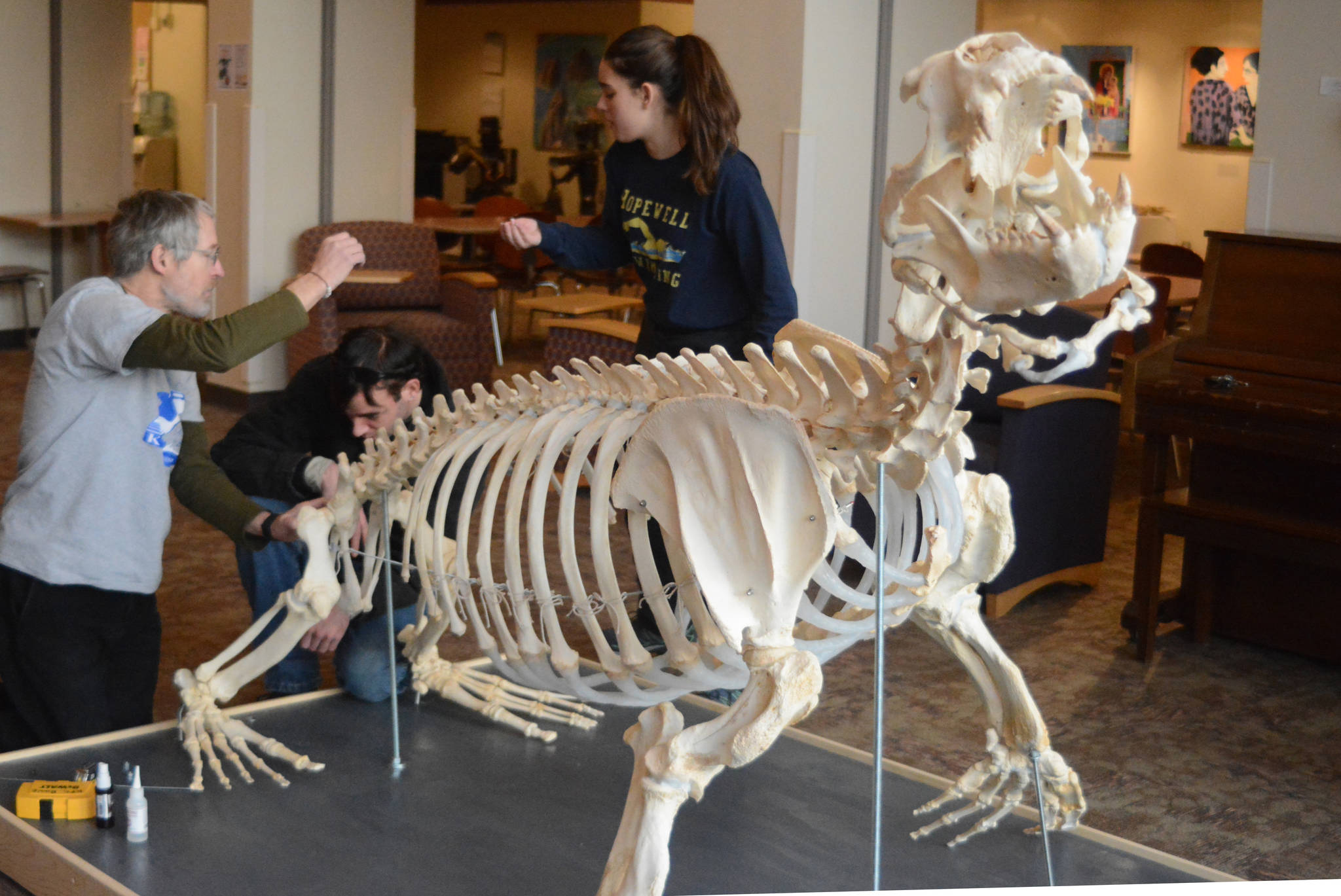 Lee Post, left, Kyle Cullum, center, and Nicole Webster, right, work on assembling the skeleton of Woody, a sea lion that lived at the Alaska SeaLife Center, Wednesday, Nov. 22, 2017 in Pioneer Hall of Kachemak Bay Campus in Homer, Alaska. Cullum and Webster were students in Post’s Marine Skeleton Articulation class and helped put together the skeleton of Woody. (Photo by Michael Armstrong, Homer News)