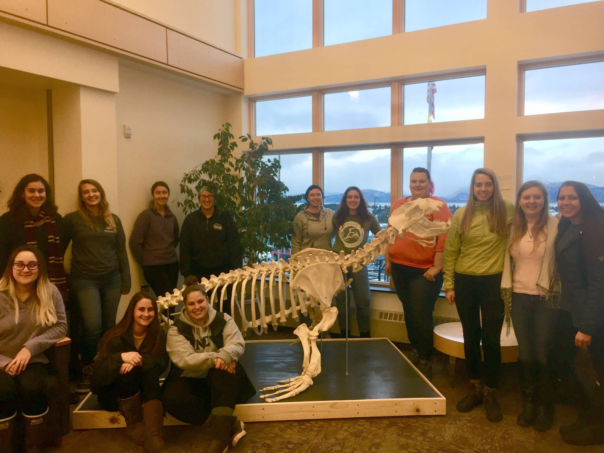 Several Semester by the Bay students pose with Woody on Tuesday, Nov. 28, 2017 at Kachemak Bay Campus in Homer, Alaska. Woody is the large, male Stellar sea lion whose skeleton SBB students articulated for Lee Post’s Skeletal Articulation course this fall. The students are, front row, left to right, Sara Coble, Alyssa Weber, Casey Marker; back row, left to right, Annaliese Dorante, Jade Vipond, Krista Laforest, Rachel Price, Jessica Gribble, Nicole Webster, Zobeida Rudkin, Isabel Jamerson, Emily Grose and Megan Gallagher. (Photo by Delcenia Cosman)