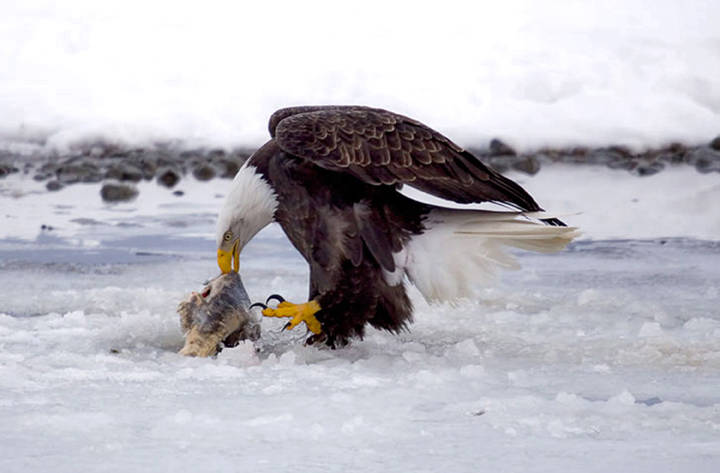 In this undated photo, a bald eagle feeds on a salmon carcass in the Alaska Chilkat Bald Eagle Preserve outside Haines. (Cheryl McRoberts/American Bald Eagle Foundation via AP)