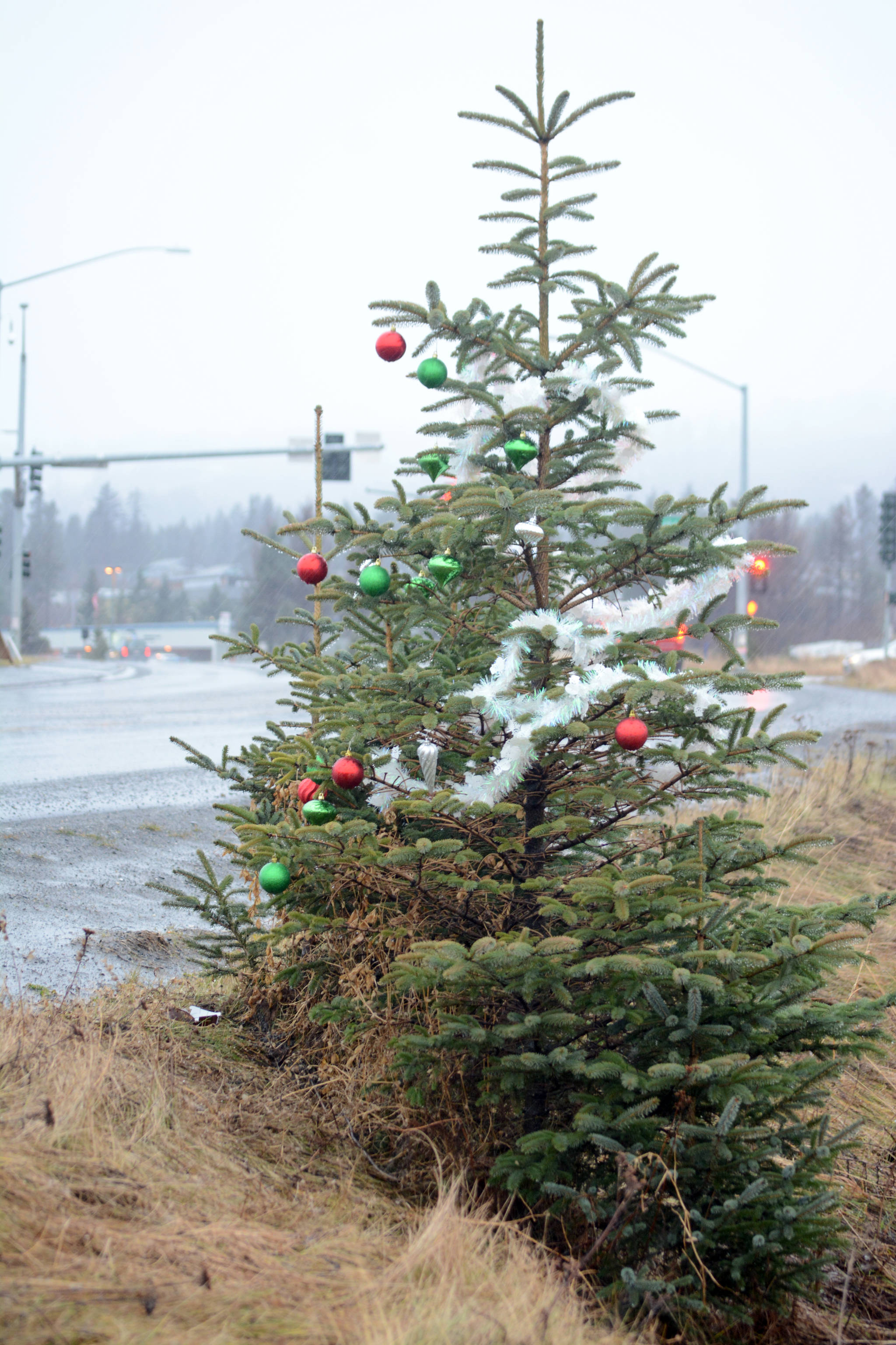 A secret Santa decorated a spruce tree by the side of the road, shown here on Friday, Dec. 15, 2017 near the Homer Bypass and Lake Street intersection in Homer, Alaska. (Photo by Michael Armstrong/Homer News)