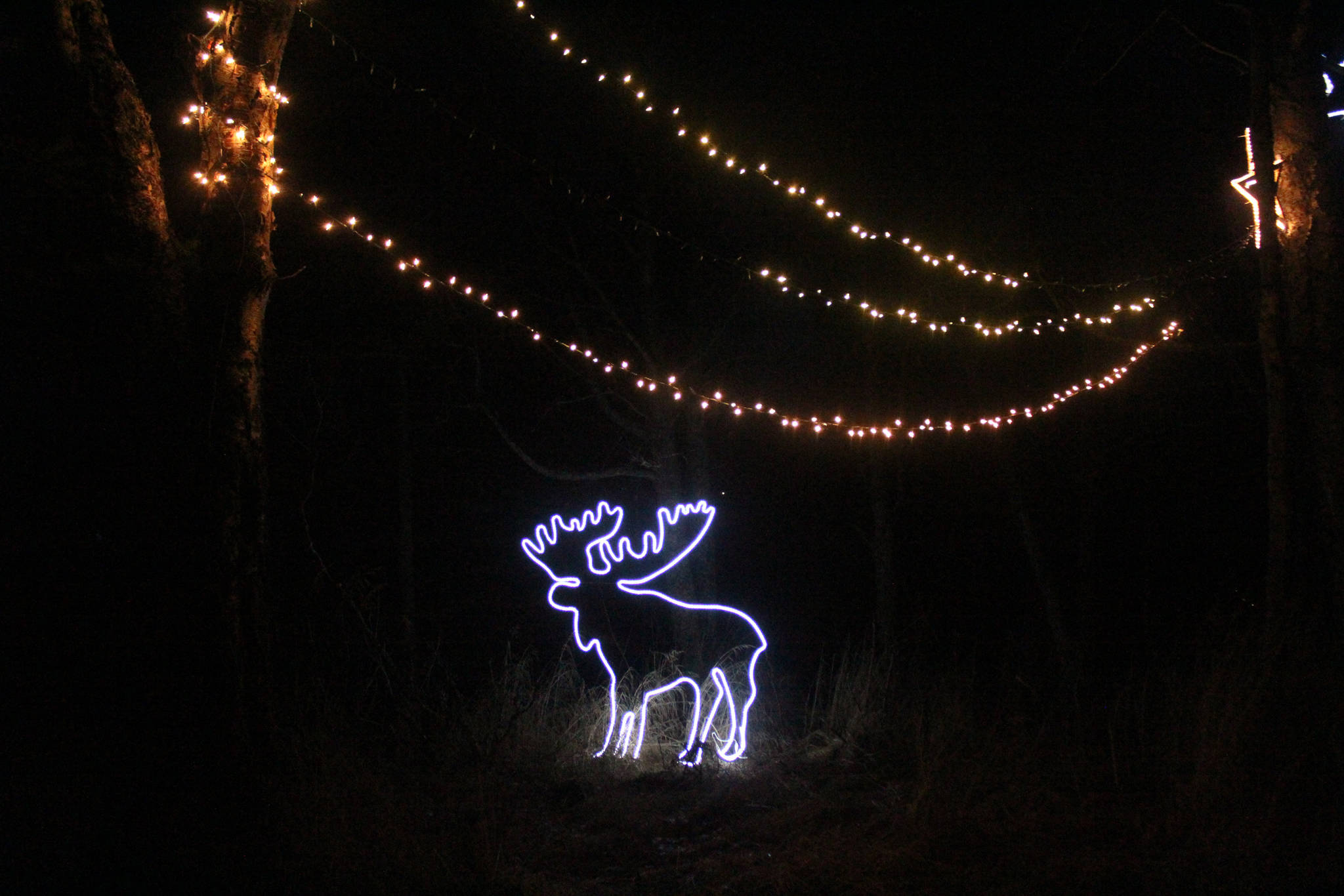 A lone moose light structure rests under strings of twinkle lights, waiting to amuse passersby, on Saturday, Dec. 16, 2017 at the Bear Creek Winery Garden of Lights near Homer, Alaska. (Photo by Megan Pacer/Homer News)