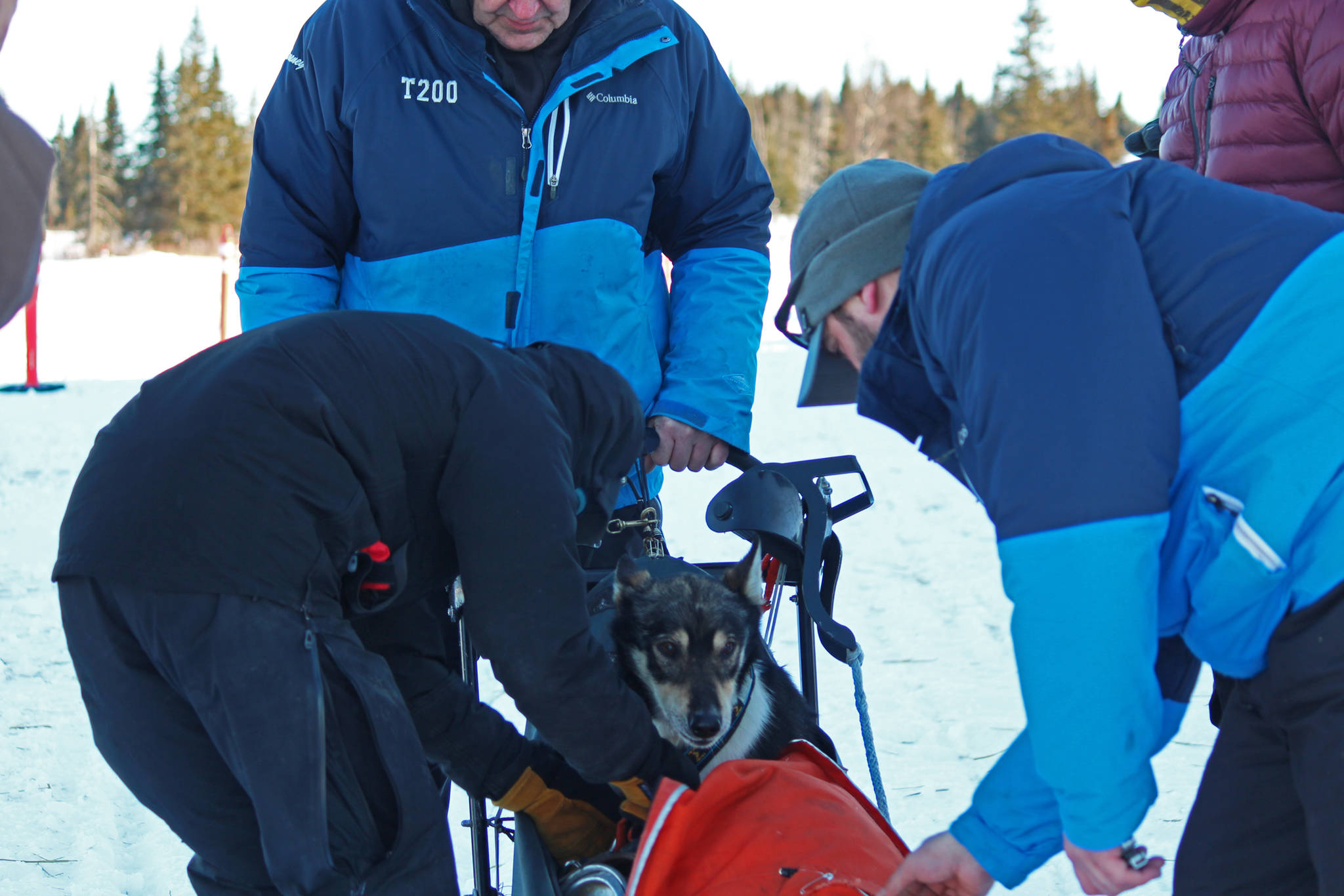 Musher Dave Turner unzips a sled dog from the sack on his sled at the finish line of the Tustumena 200 Sled Dog Race after taking third place Sunday, Jan. 28, 2018 in Ninilchik, Alaska. Turner ran the T200 for the first time in 2017, when he also took third place. (Photo by Megan Pacer/Homer News)