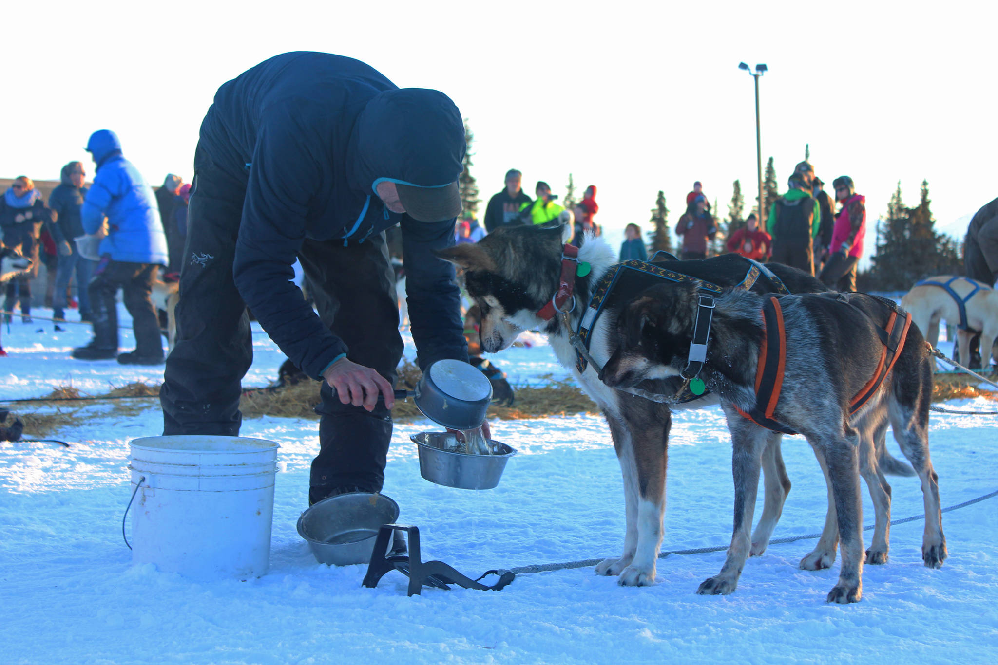 Musher Dave Turner feeds his two lead dogs at the first checkpoint in the Tustumena 200 Sled Dog Race on Saturday, Jan. 27, 2018 at McNeil Canyon Elementary School near Homer, Alaska. (Photo by Megan Pacer/Homer News)