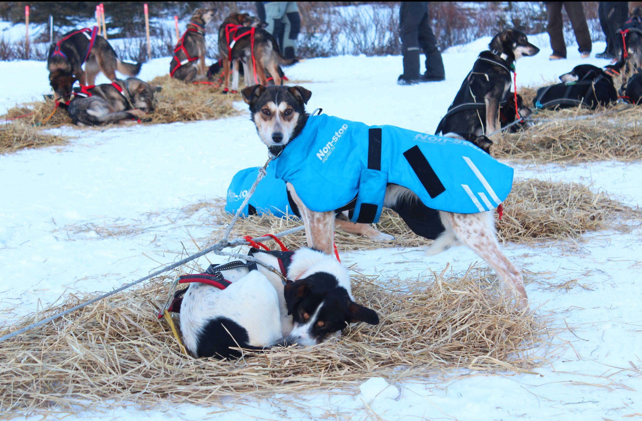 Two of musher Dave Turner’s dogs — Sasquash, foreground, and Delta, background — take a break in some hay during their first checkpoint of this year’s Tustumena 200 Sled Dog Race at McNeil Canyon Elementary School near Homer, Alaska. (Photo by Megan Pacer/Homer News)
