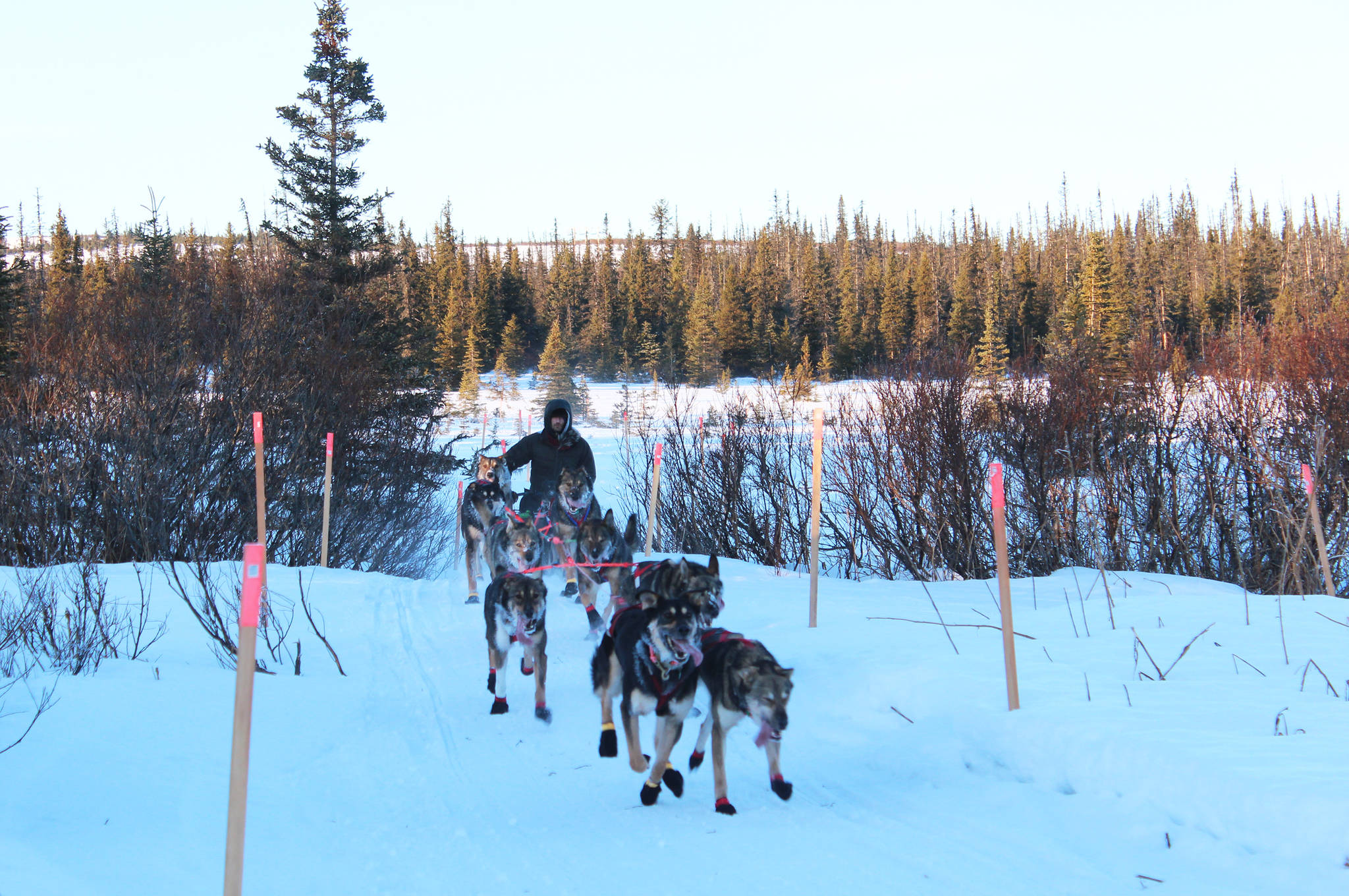 Nicolas Petit and his sled dog team pull in to the first checkpoint of the Tustumena 200 Sled Dog Race on Saturday, Jan. 27, 2018 at McNeil Canyon Elementary School near Homer, Alaska. Petit, who took second place in the T200 last year, was the first to arrive at the checkpoint. (Photo by Megan Pacer/Homer News)