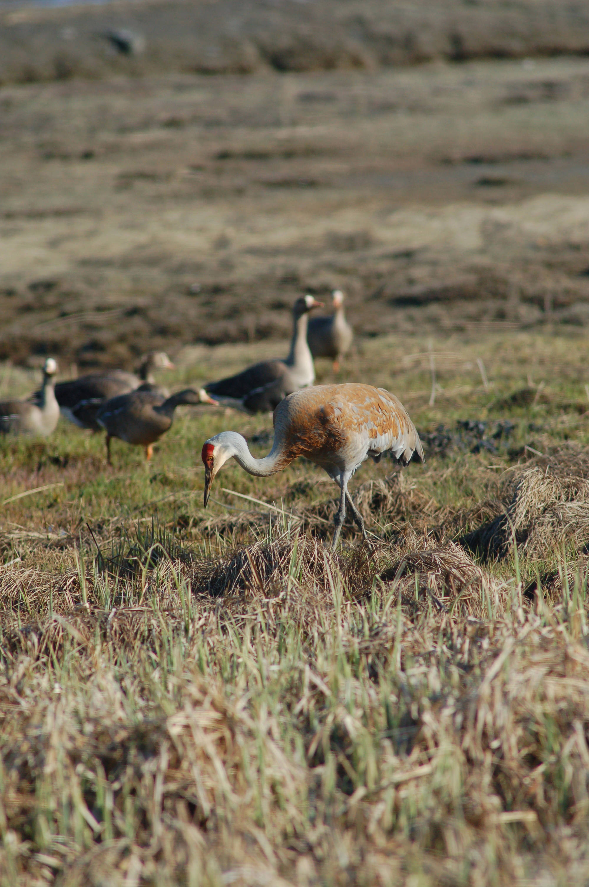 A sandhill crane feeds in Beluga Slough with a flock of greater white-fronted geese, an Aleutian goose and a lesser Canada goose. (Homer News file photo)