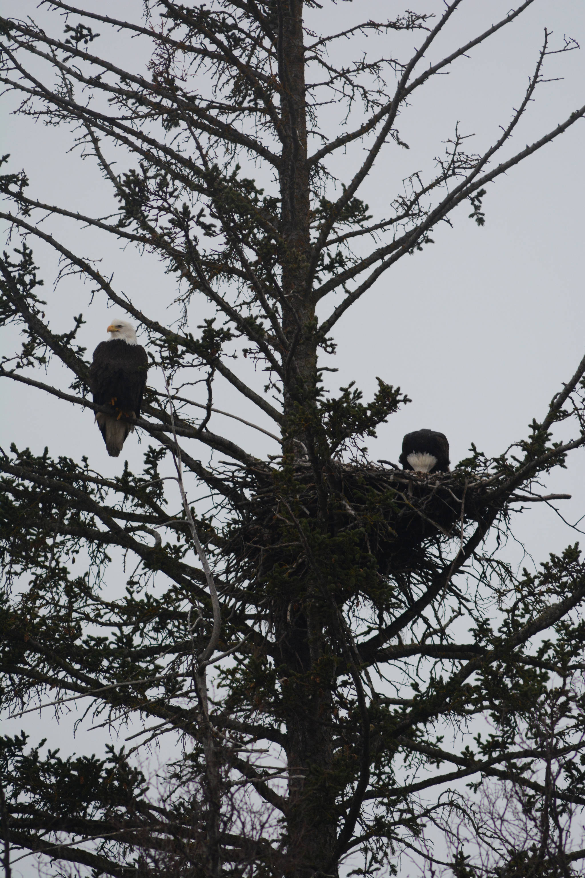 Great view, good location A pair of bald eagles sit in a nest near the Lake Street and Bypass stoplight. Since 2010, a pair of bald eagles has nested in the area near Beluga Slough. The first nest was destroyed when the tree fell down in a winter storm, but over the years eagles have built nests near the slough and in a stand of trees across from the Homer Post Office. (Photo by Michael Armstrong/Homer News)