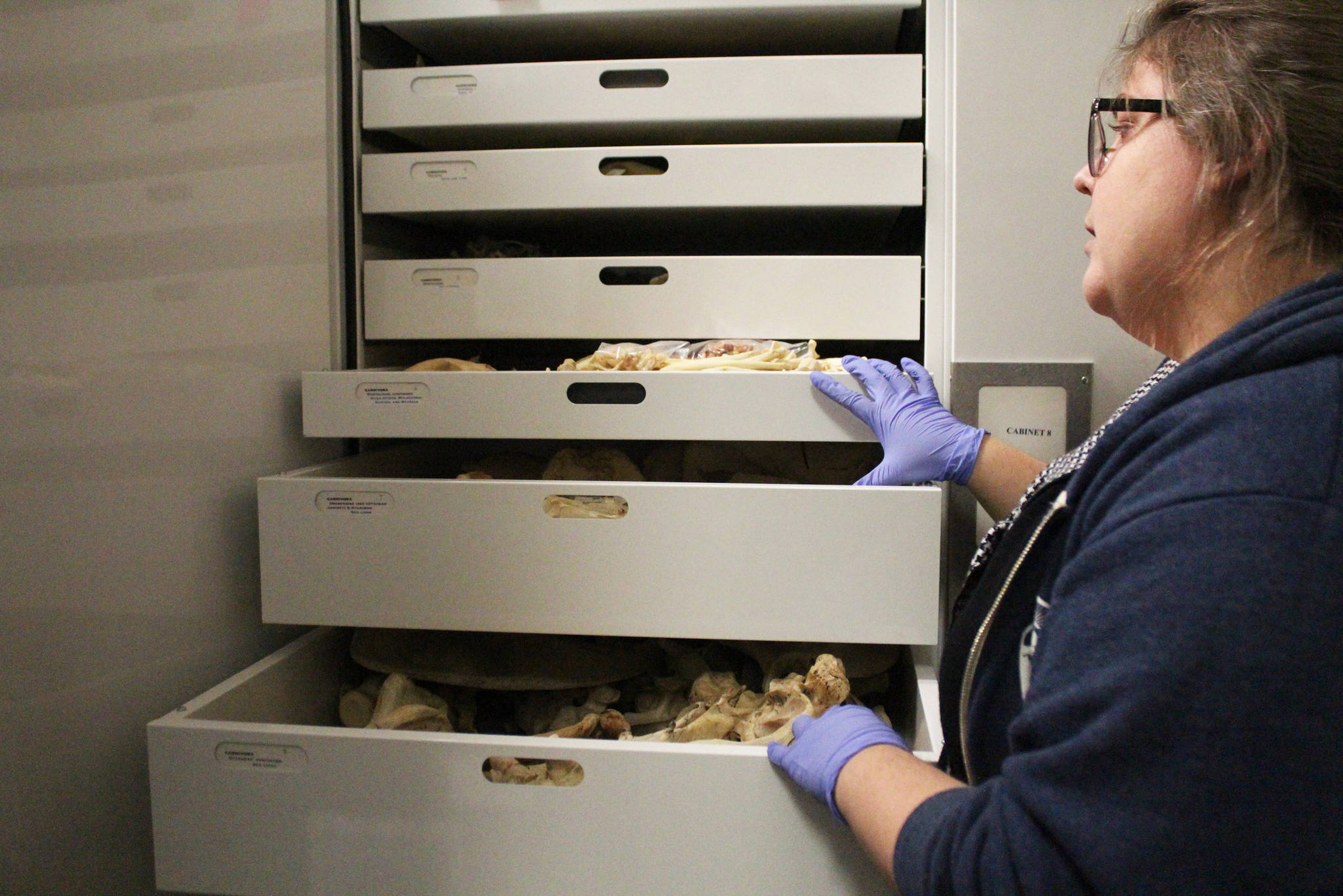 Savanna Bradley, collections manager for the Pratt Museum, opens drawers of animal bones during a tour of the building’s collections storage Thursday, Feb. 15, 2018 in Homer, Alaska. (Photo by Megan Pacer/Homer News)