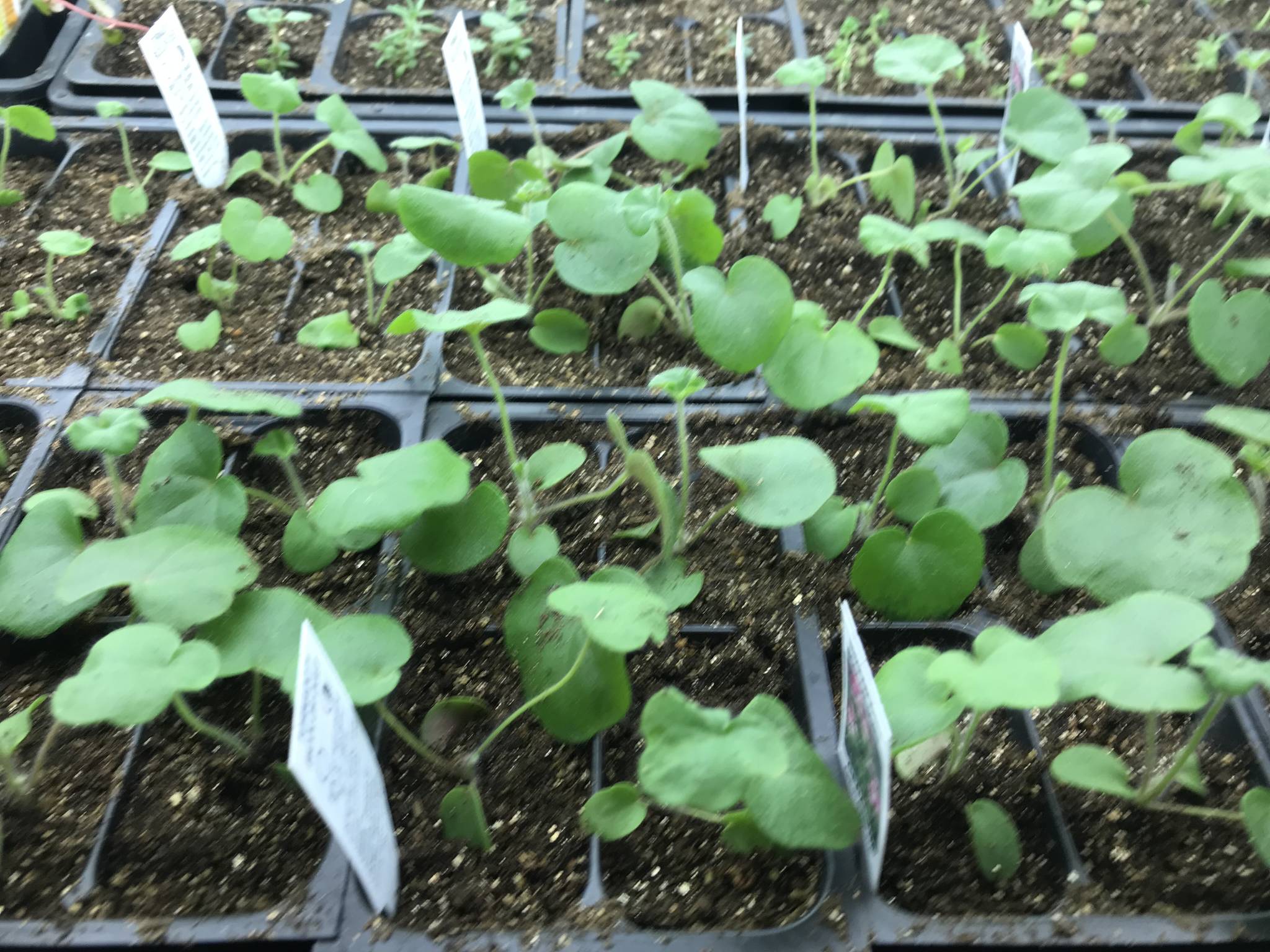 Some seedlings at Tracy Asselin’s Baycrest Greenhouse (Photo by Rosemary Fitzpatrick)