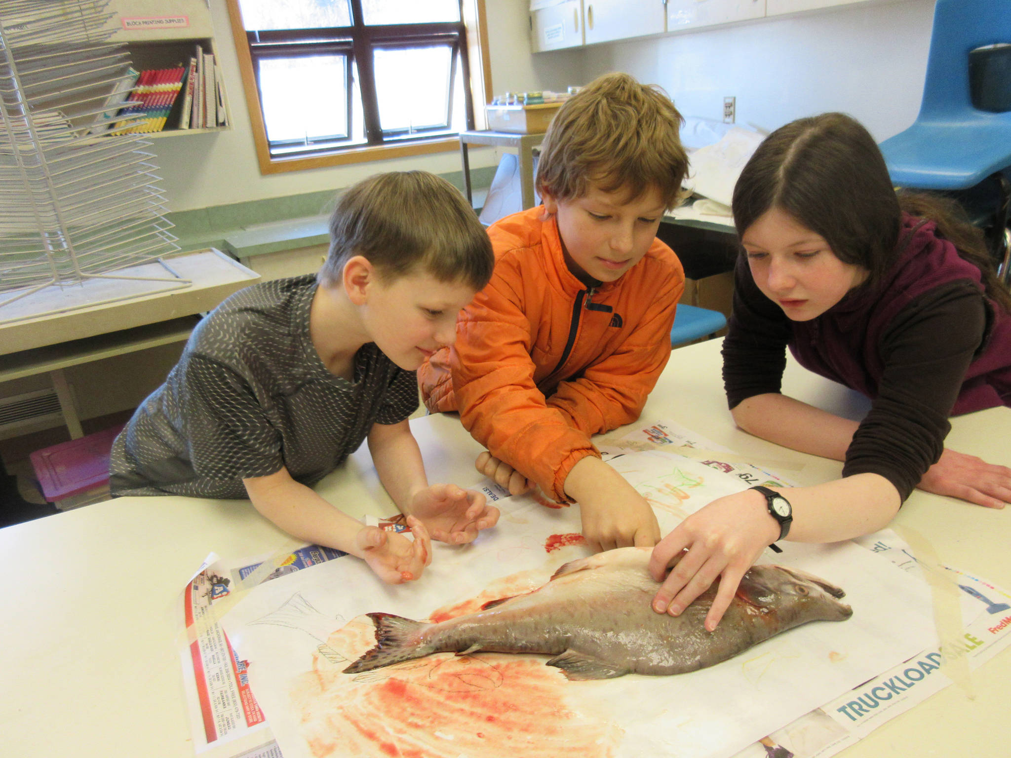 From left to right: Emelian Melkomukov, Rocco Florra and Maggie Mae Gaylord dissect a salmon Thursday, March 1, 2018 at Fireweed Academy in Homer, Alaska. (Photo by Fireweed Academy Principal Todd Hindman)
