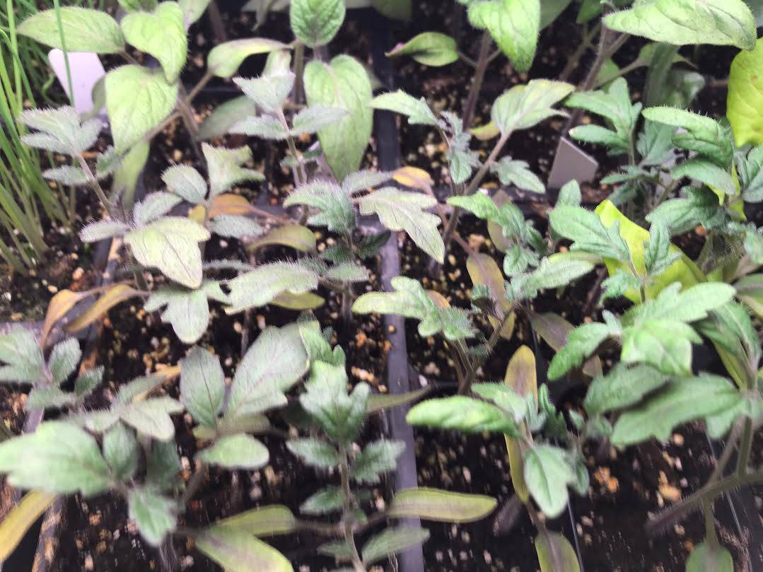 Four kinds of nascent tomato seedlings are thriving under lights. Just think of the smell of tomatoes in the greenhouse on a summer day. (Photo by Rosemary Fitzpatrick)