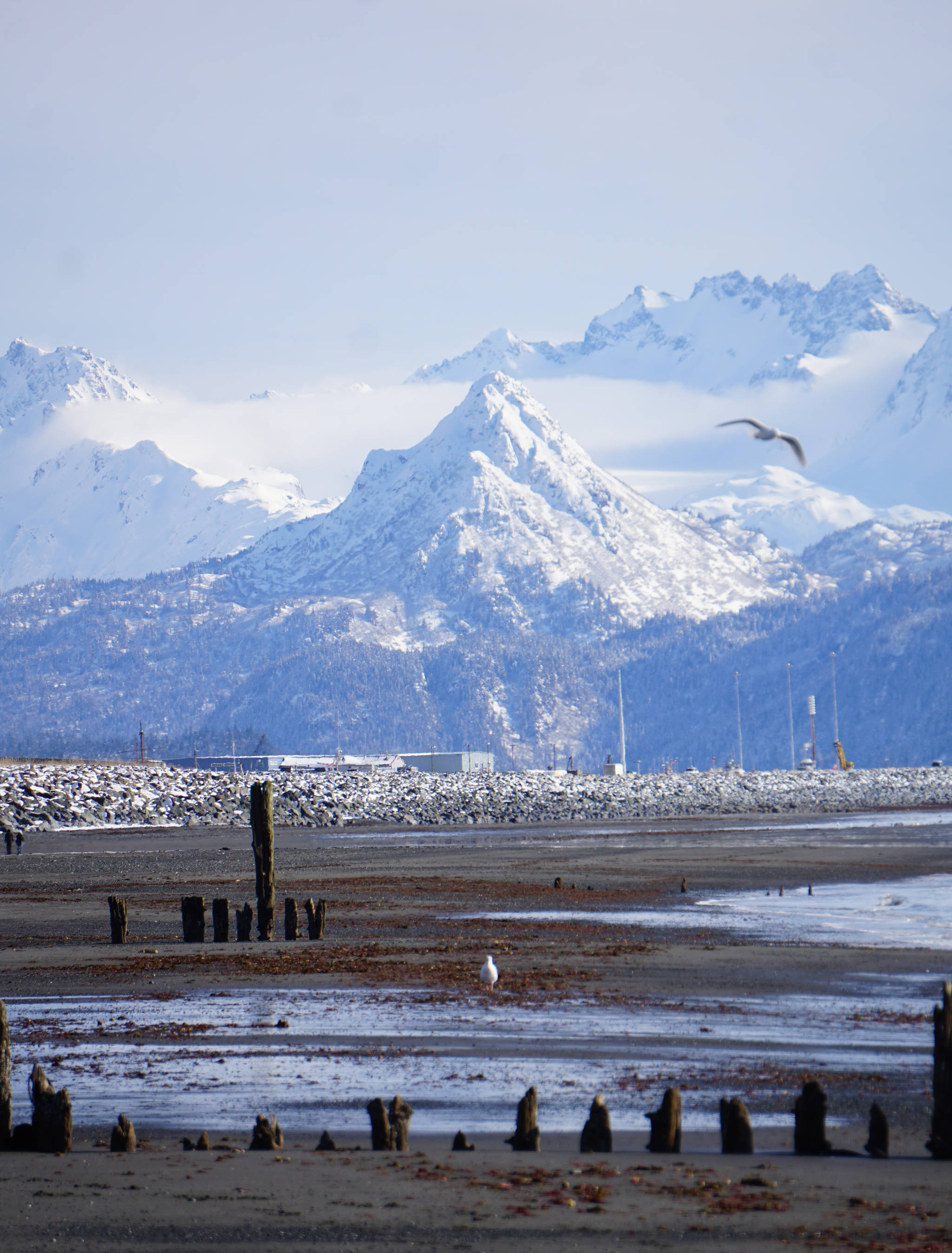On the first day of Daylight Saving Time on Sunday, March 11, 2018 seagulls fly over the Homer Spit, Alaska. Fresh snow covered the beach to the high tide line. (Photo by Michael Armstrong, Homer News)