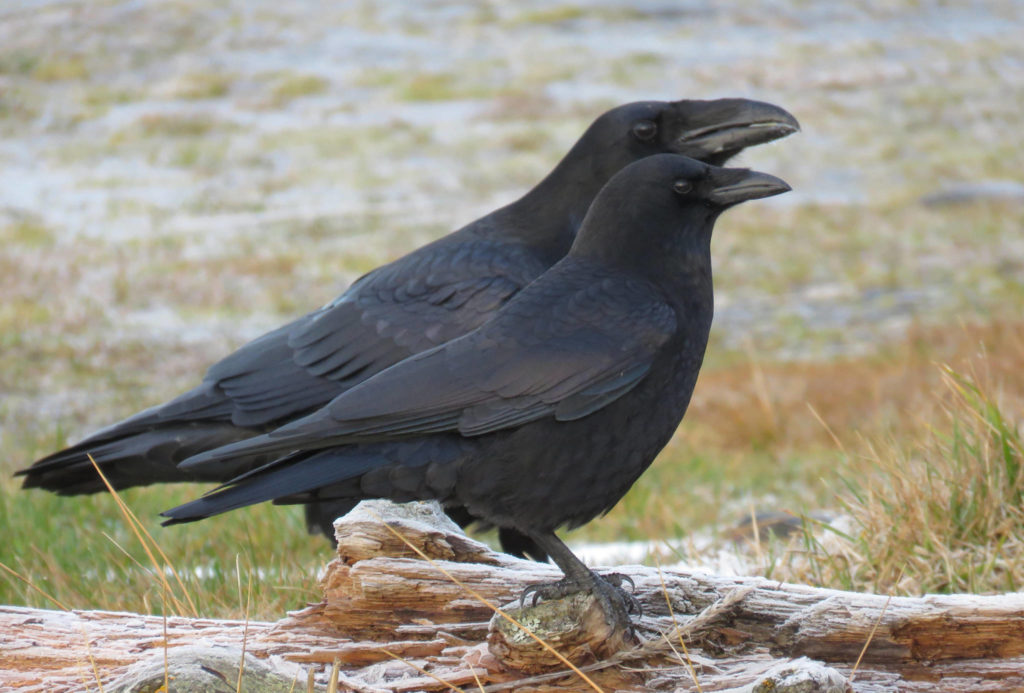 Year of the Bird Meet the Corvids - Part 1: common raven and