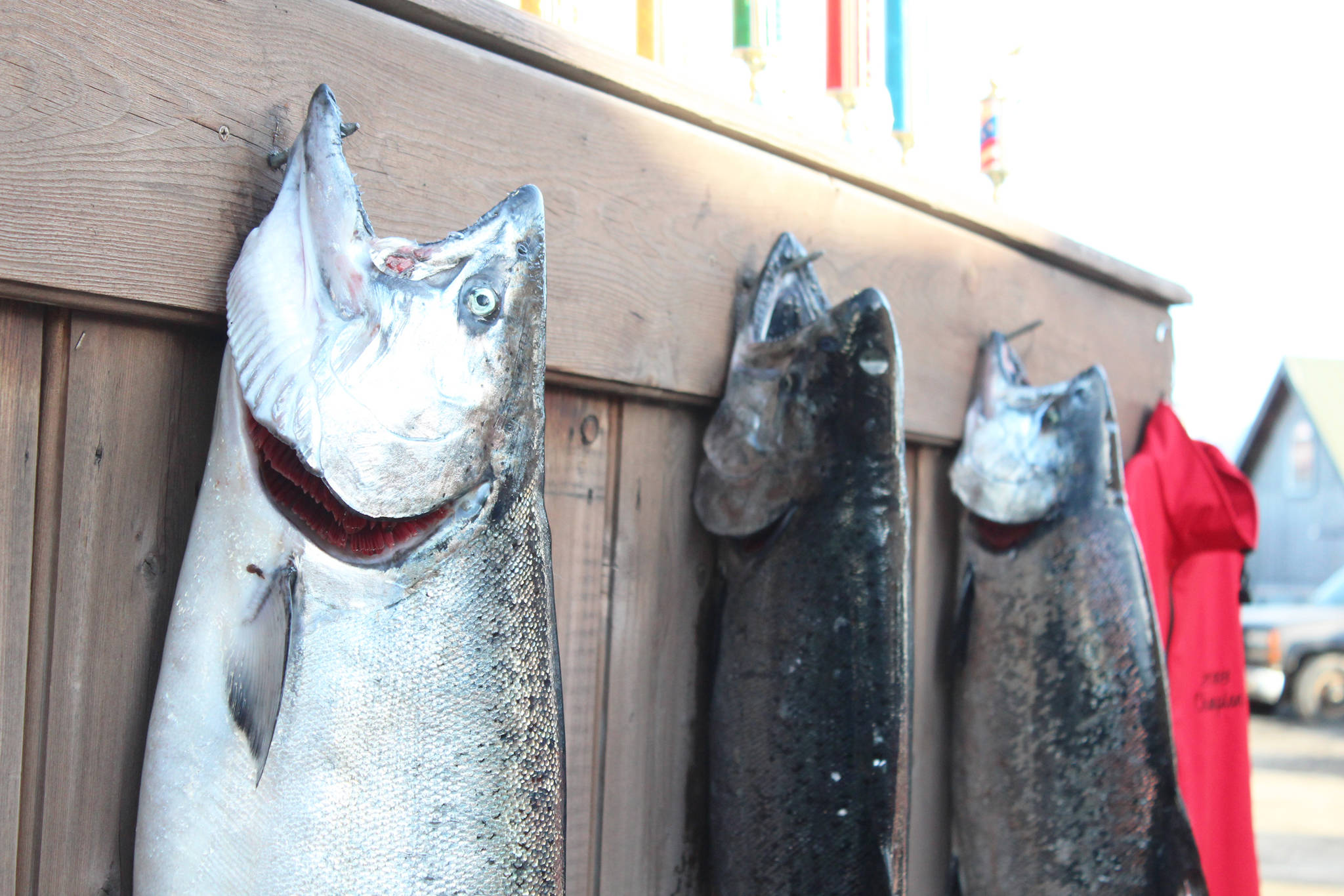 The top three fish of this year’s Winter King Salmon Tournament hang on a wall before a closing ceremony announcing the winners Saturday, March 24, 2018 on the Spit in Homer, Alaska. This year’s winning fish weighed 24.6 pounds. (Photo by Megan Pacer/Homer News)