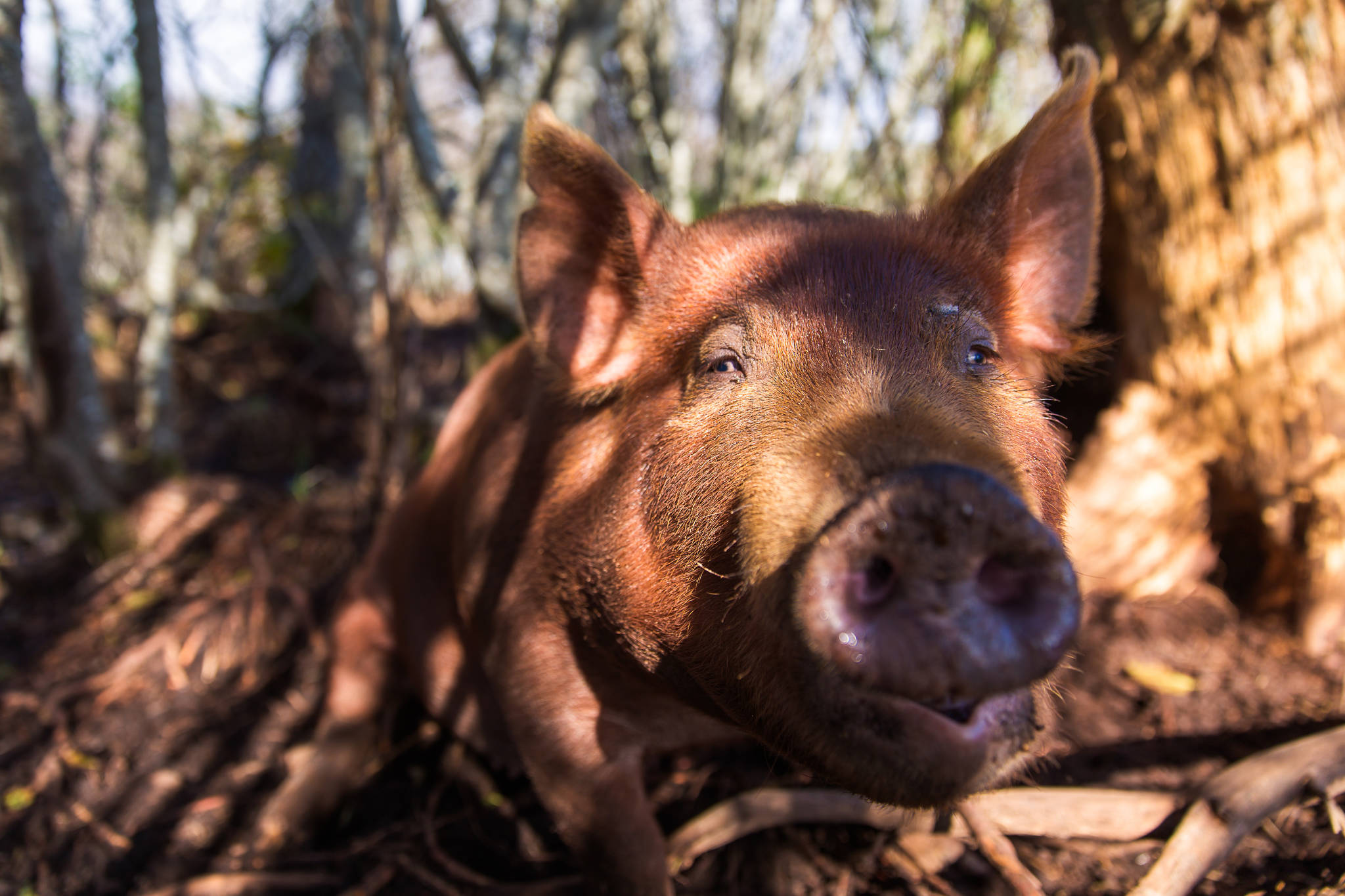 A cold-hardy heritage Tamworth breed hog. (Photo by Jennifer Tarnacki)