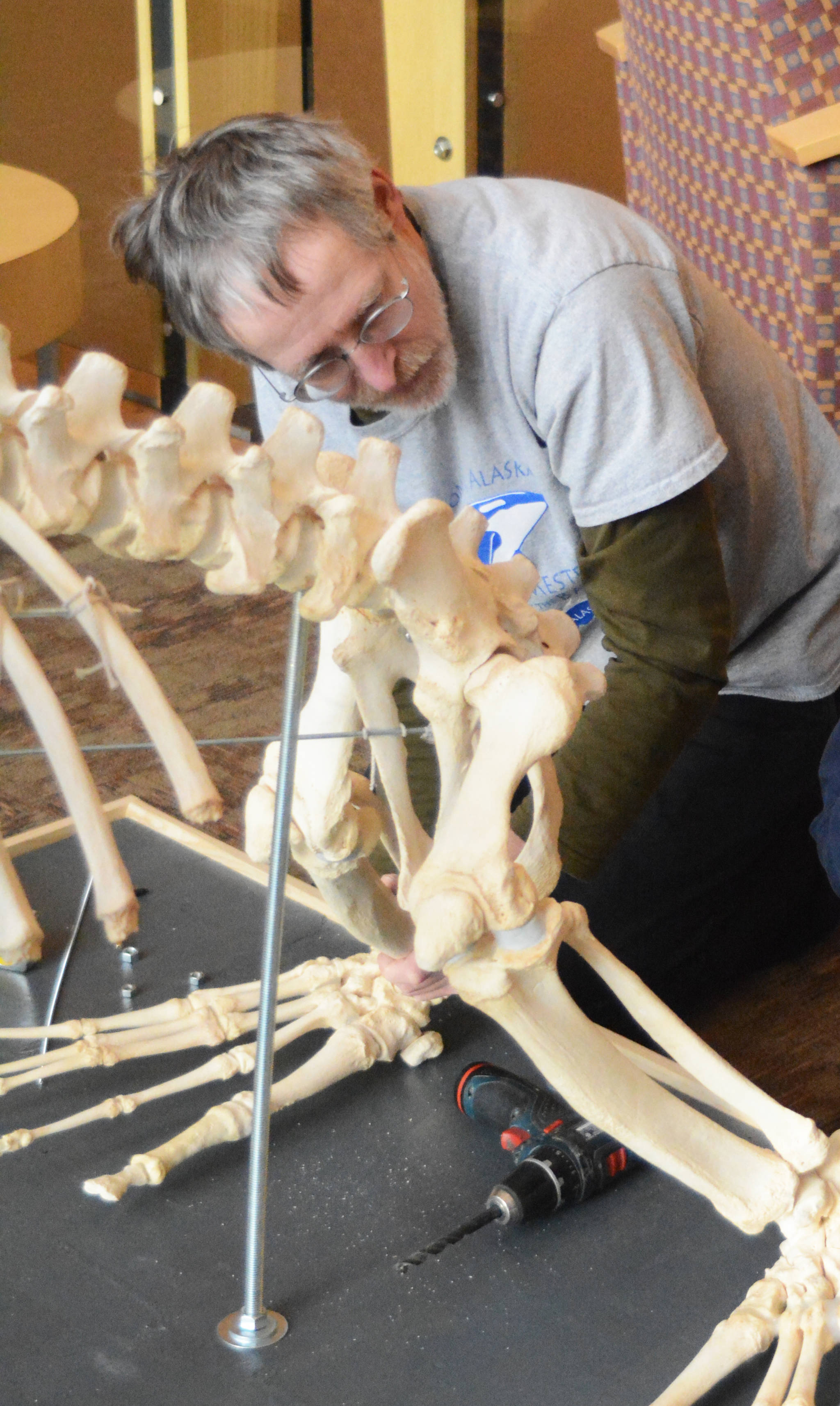 Lee Post helps assemble the skeleton of Woody, a Steller sea lion, last November at Kachemak Bay Campus. (Photo by Michael Armstrong/Homer News)