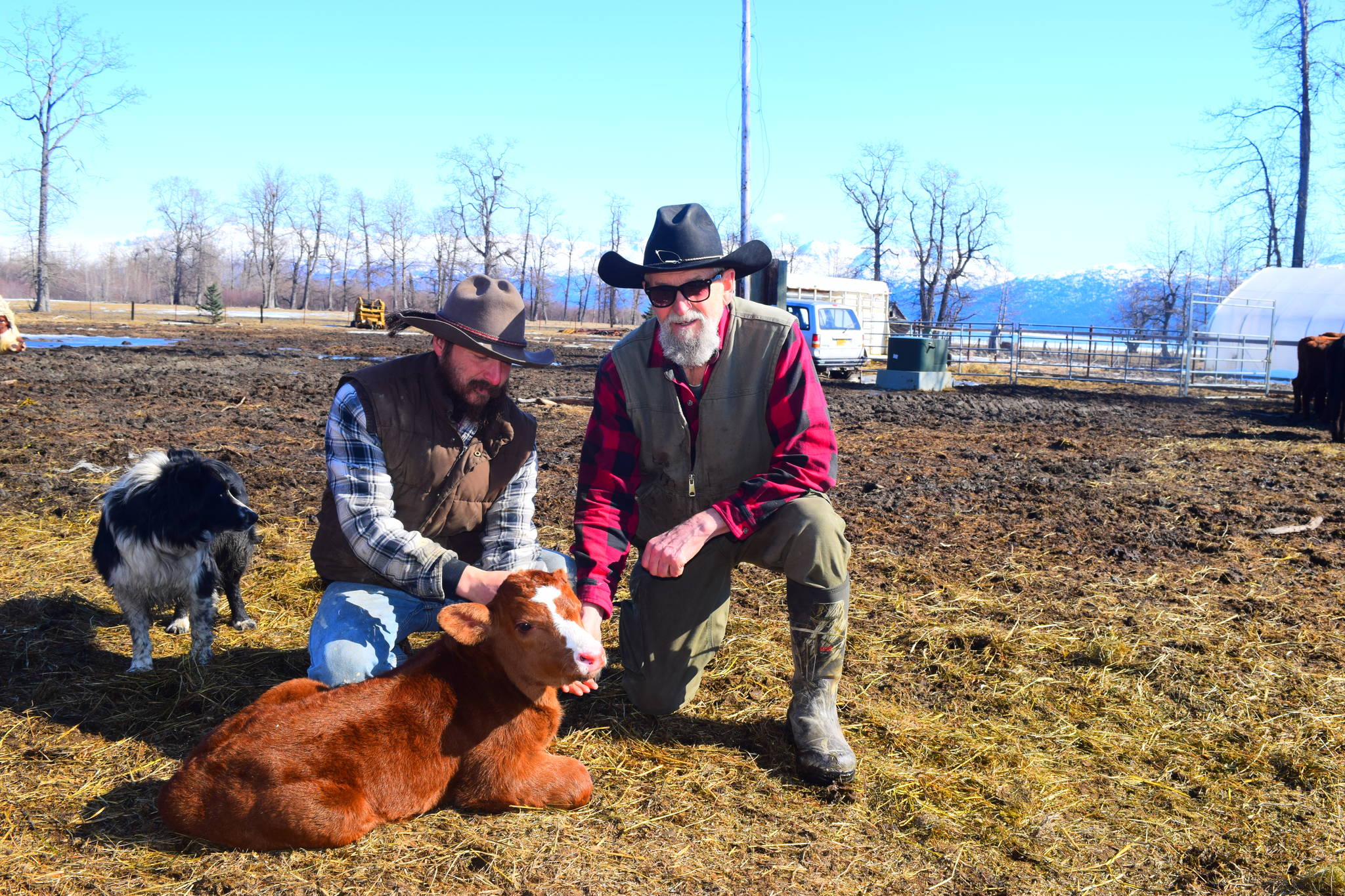 Alaskan cowboys bring local beef to the table