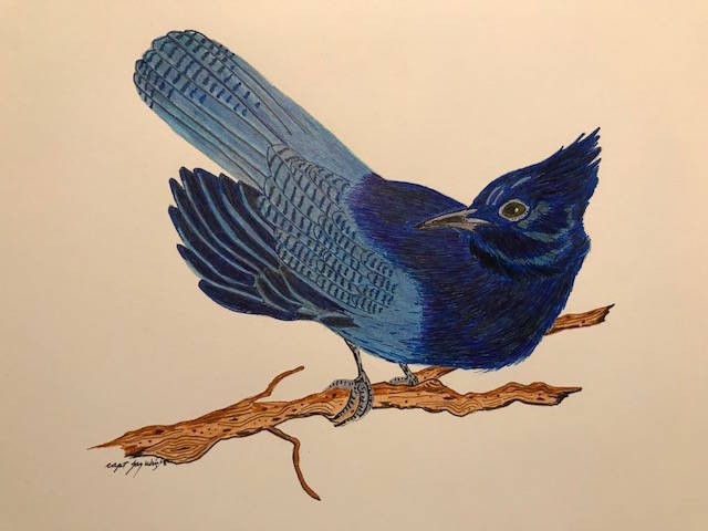 A painting of a Steller jay by Jay Wright. (Photo provided)