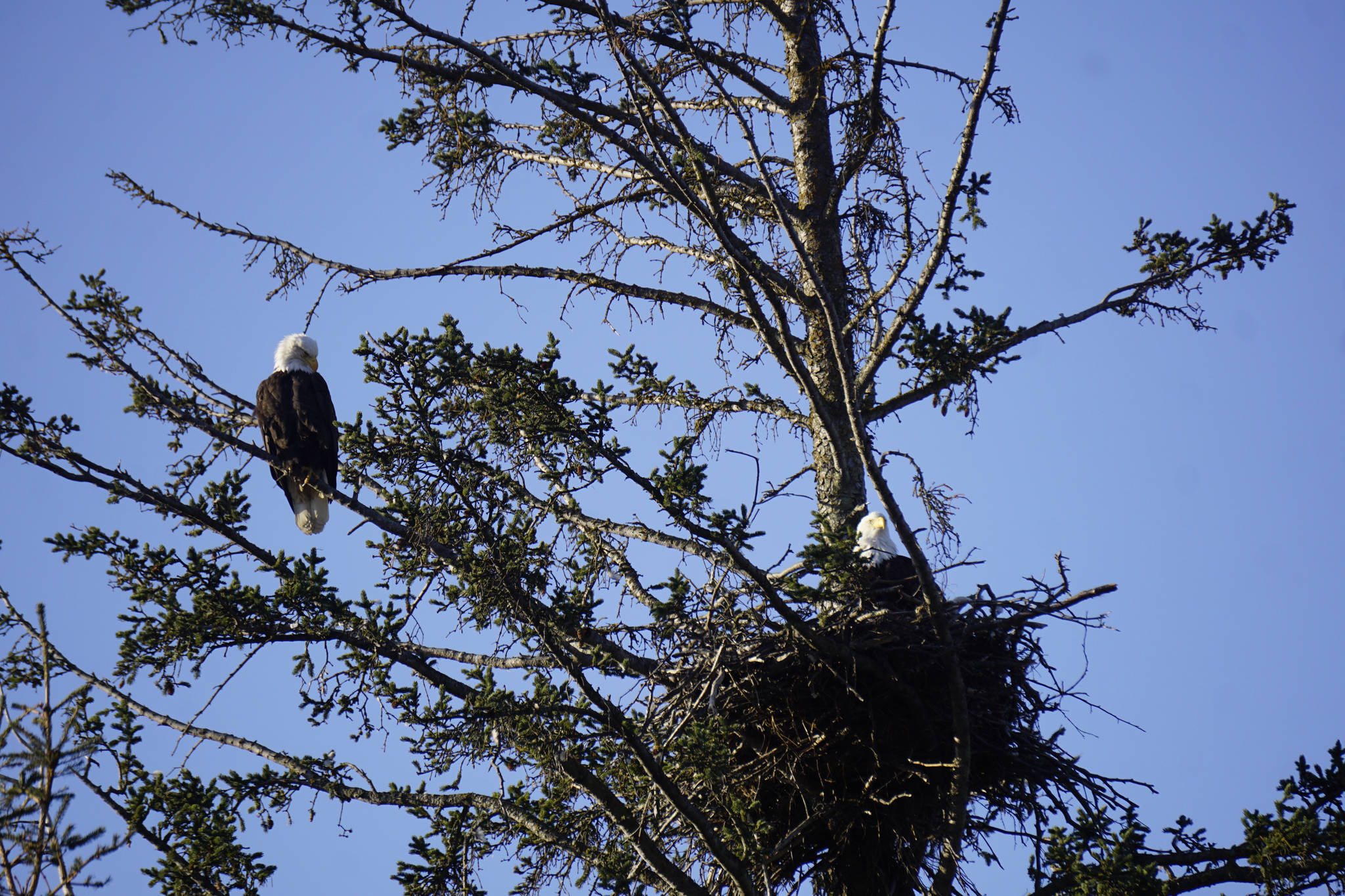 It’s all about the view A bald eagle sits on a tree branch while another eagle watches their nest on Monday morning, April 2, near the Lake Street and Homer Bypass intersection. Since 2010, a pair of bald eagles has built four nests in the area near Beluga Slough south of the Lake Street and Sterling Highway intersection. This pair returned to the nest earlier in March. The first nest was destroyed when the tree fell down in a winter storm. In 2012 the eagles built a new nest across from the Homer Post Office by the motorhome dump station. In 2014 they built another nest in a new tree closer to the slough. In 2016 they built another nest, but in 2017 moved to the post office location. This nest is the same one built in 2016. (Photo by Michael Armstrong, Homer News)