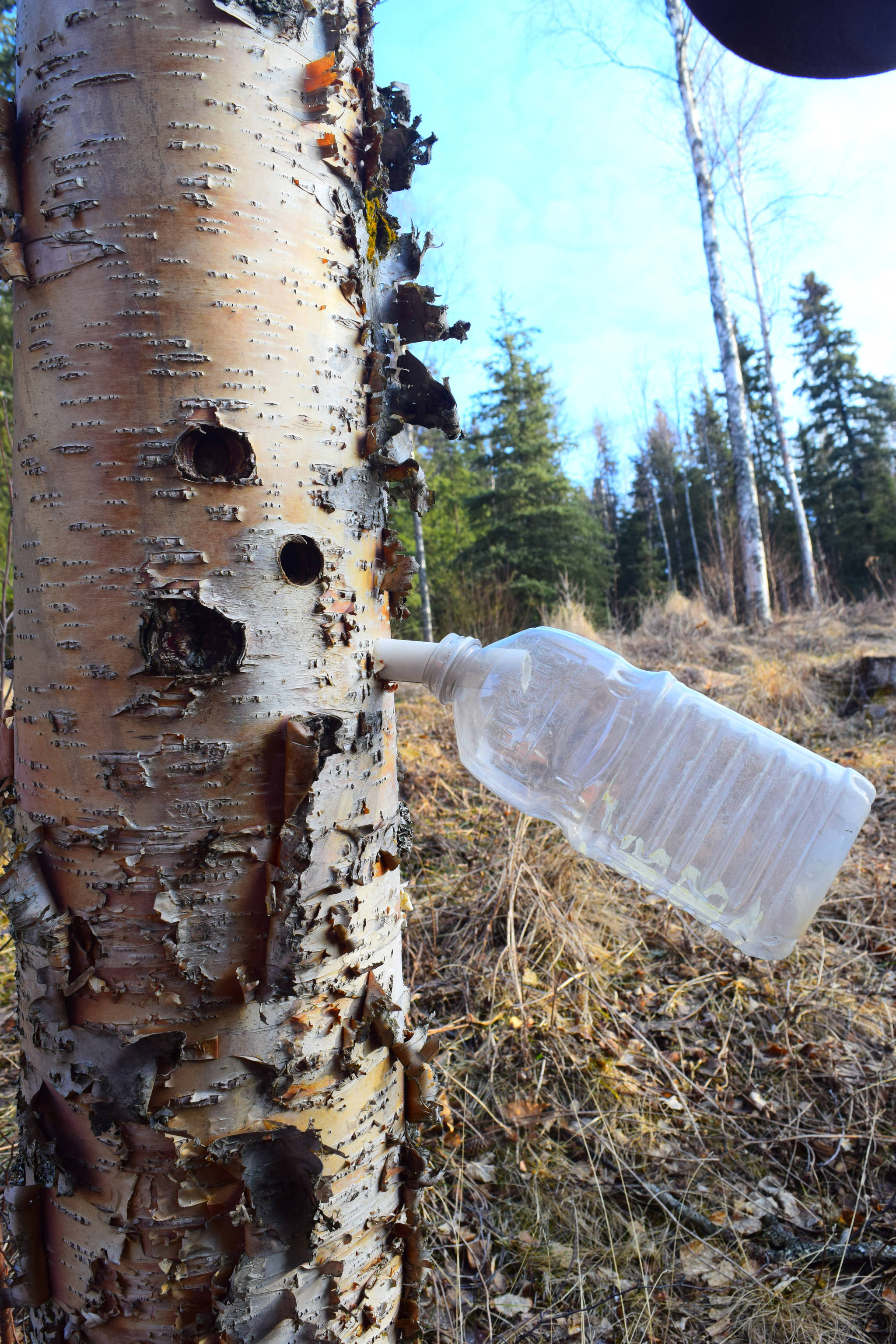 A plastic bottle hangs from a spiel to collect birch sap. (Photo by Jennifer Tarnacki)