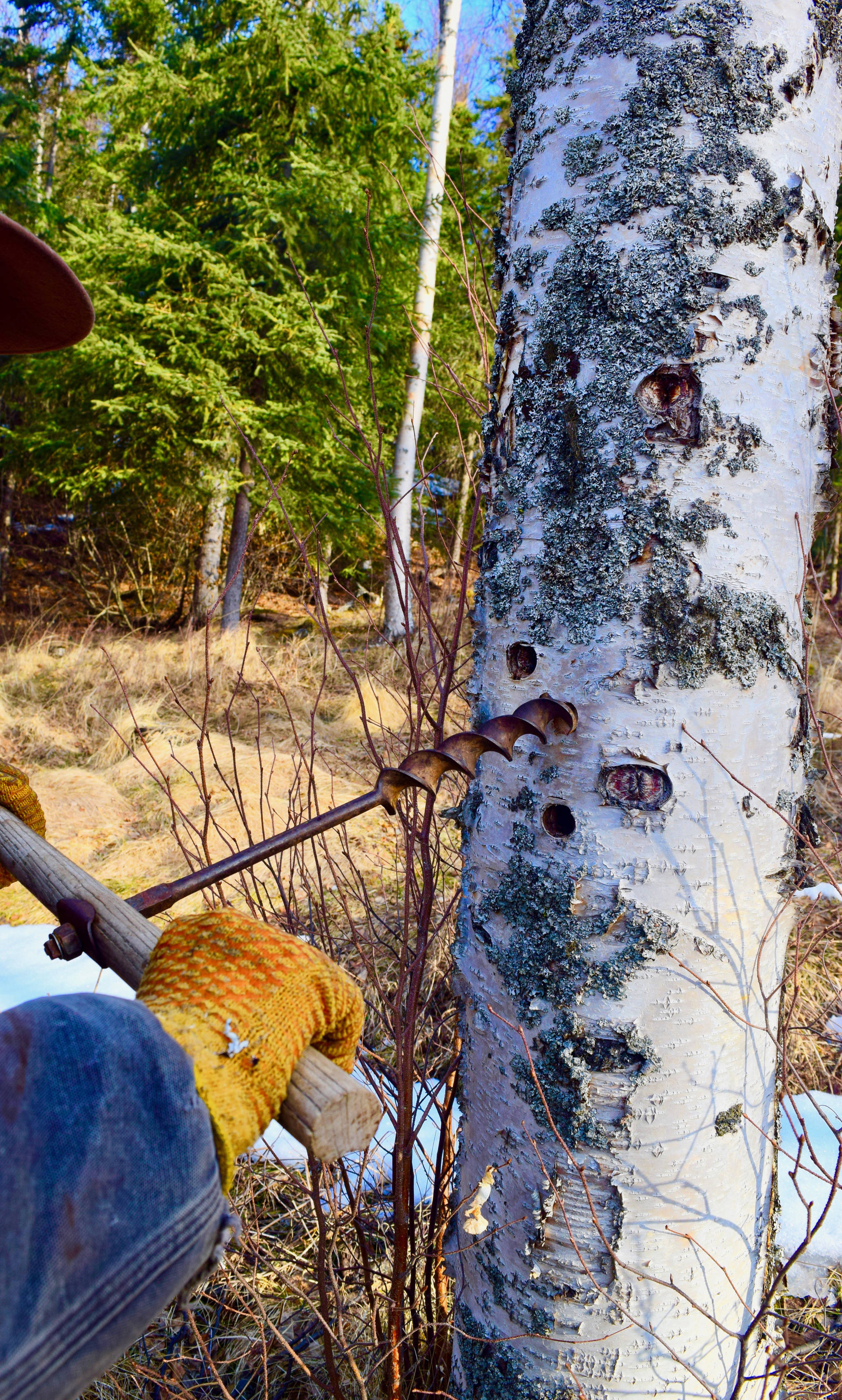 To start tapping birch sap, first a hole must be drilled into the tree. (Photo by Jennifer Tarnacki)