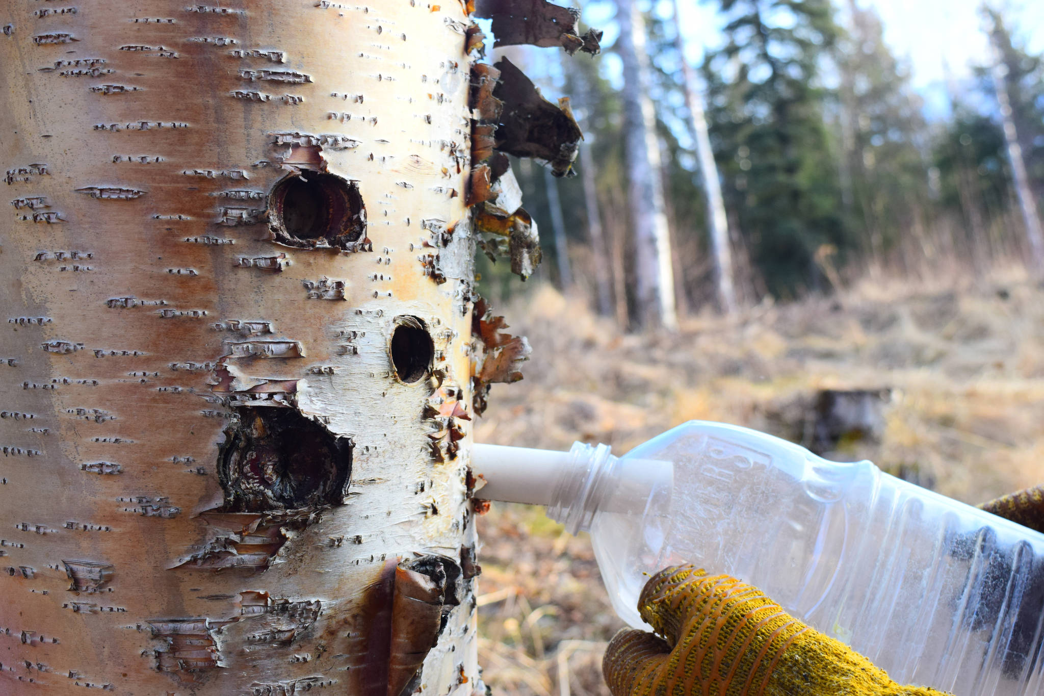 Photo by Jennifer Tarnacki A plastic bottle hangs from a spiel to collect birch sap. To read about birch tapping and the many fruits of that labor, see page 8.