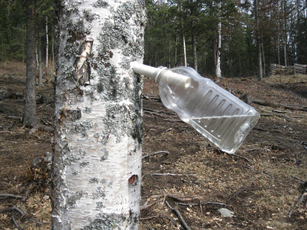 It's birch sap season, the forest's spring tonic