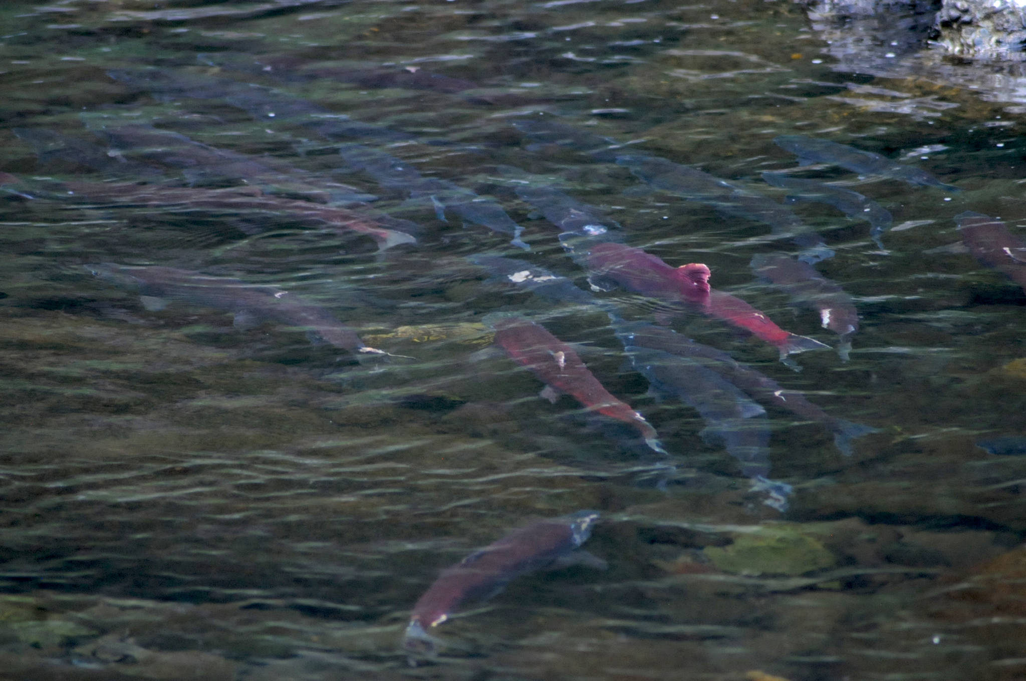In this August 2017 photo, sockeye salmon mill in the pool just below the Russian River Falls near Cooper Landing, Alaska. (Photo by Elizabeth Earl/Peninsula Clarion, file)